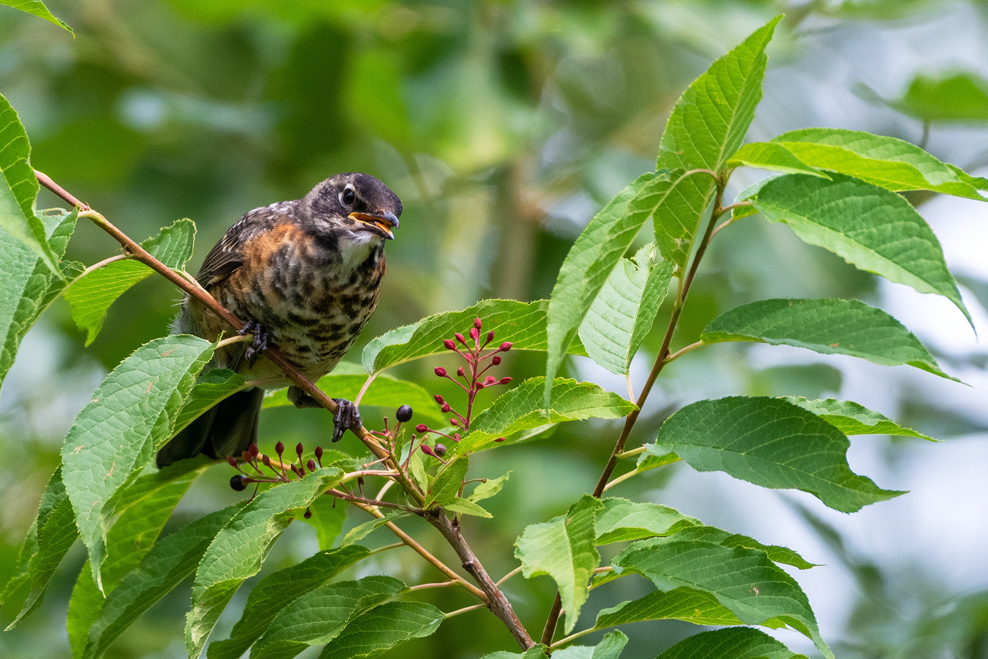Young American Robin foraging for berries