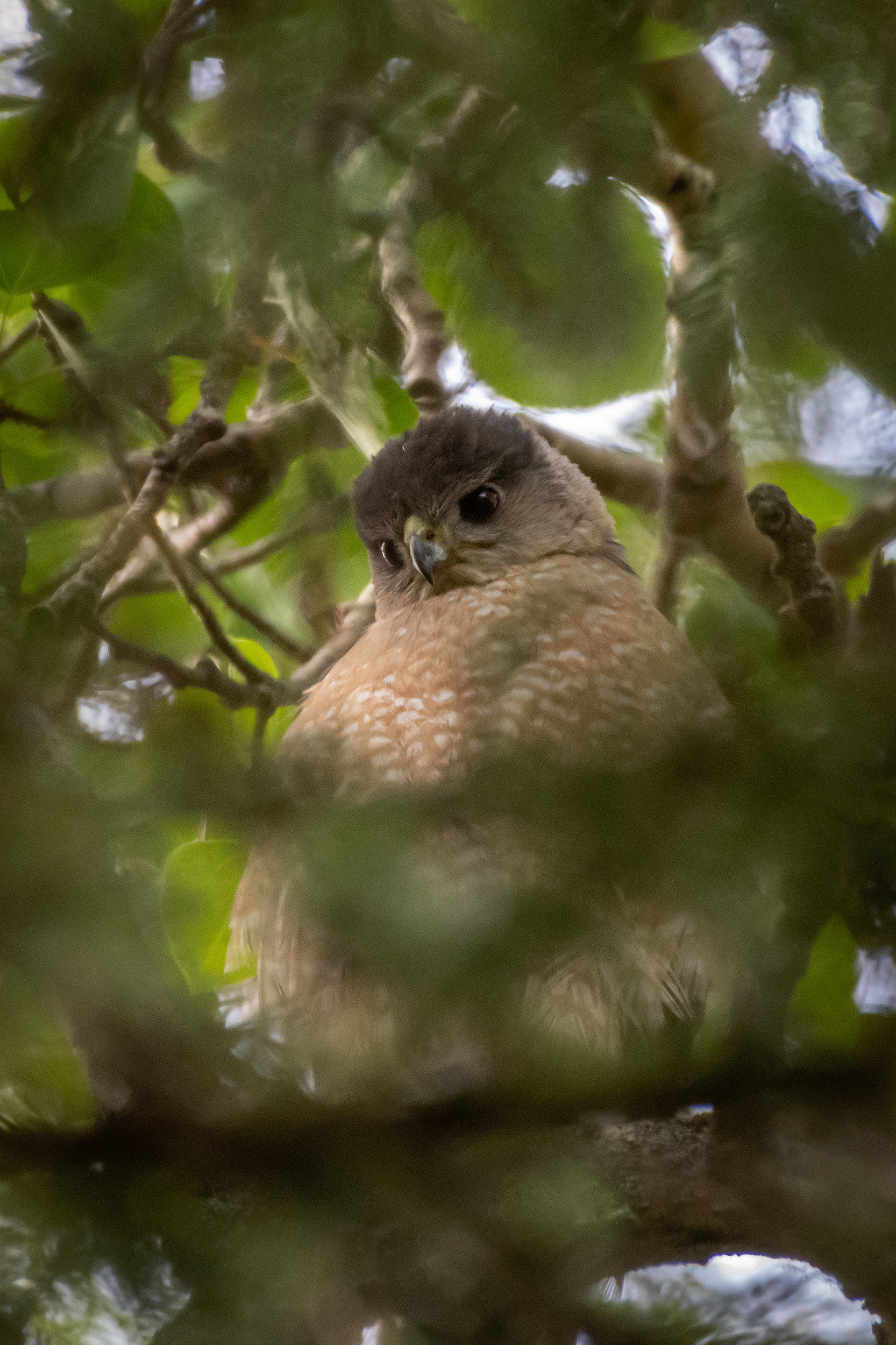 Cooper's Hawk (immature), Marshall Springs, Fish Creek Provincial Park, Calgary, AB