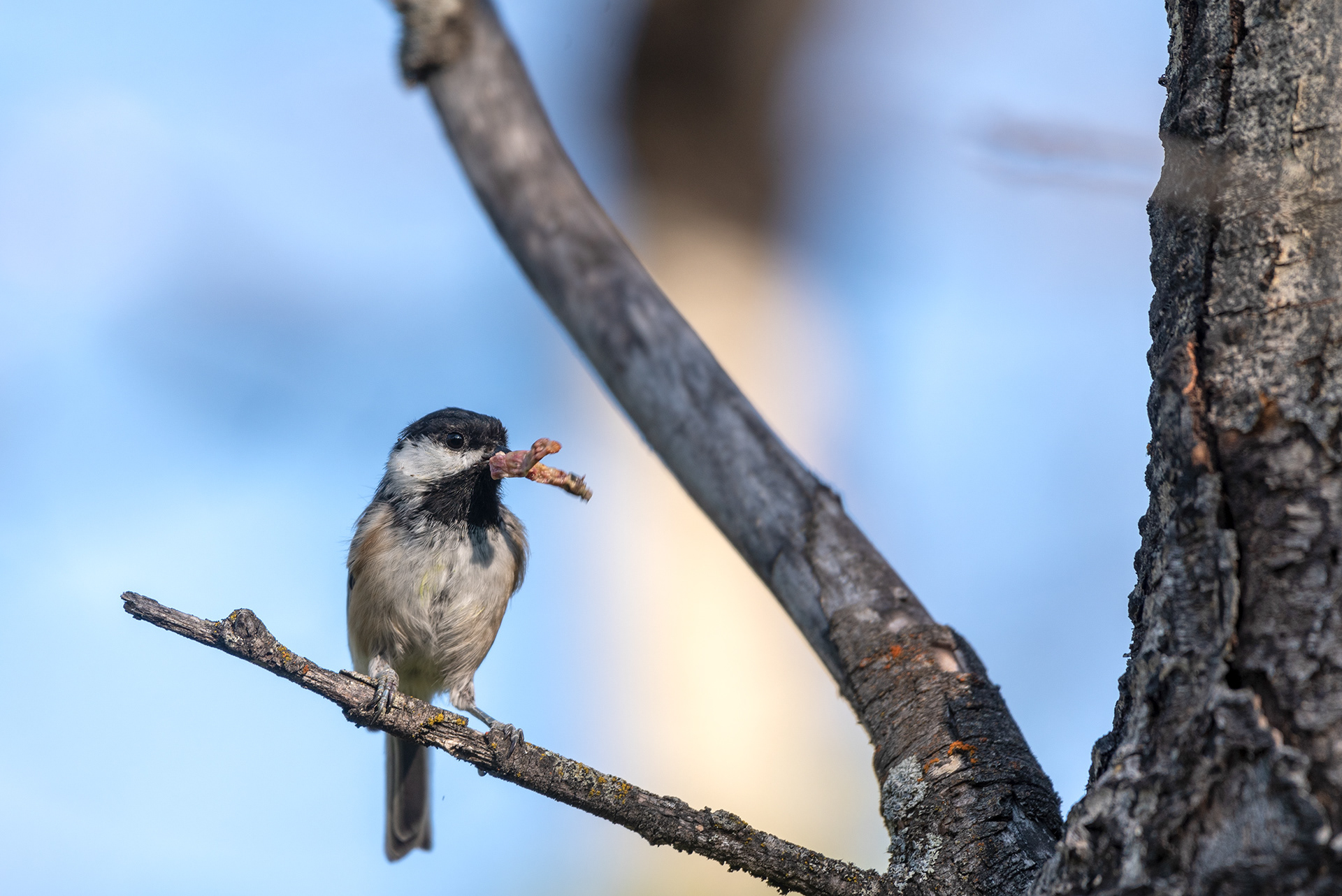 Black-capped Chickadee