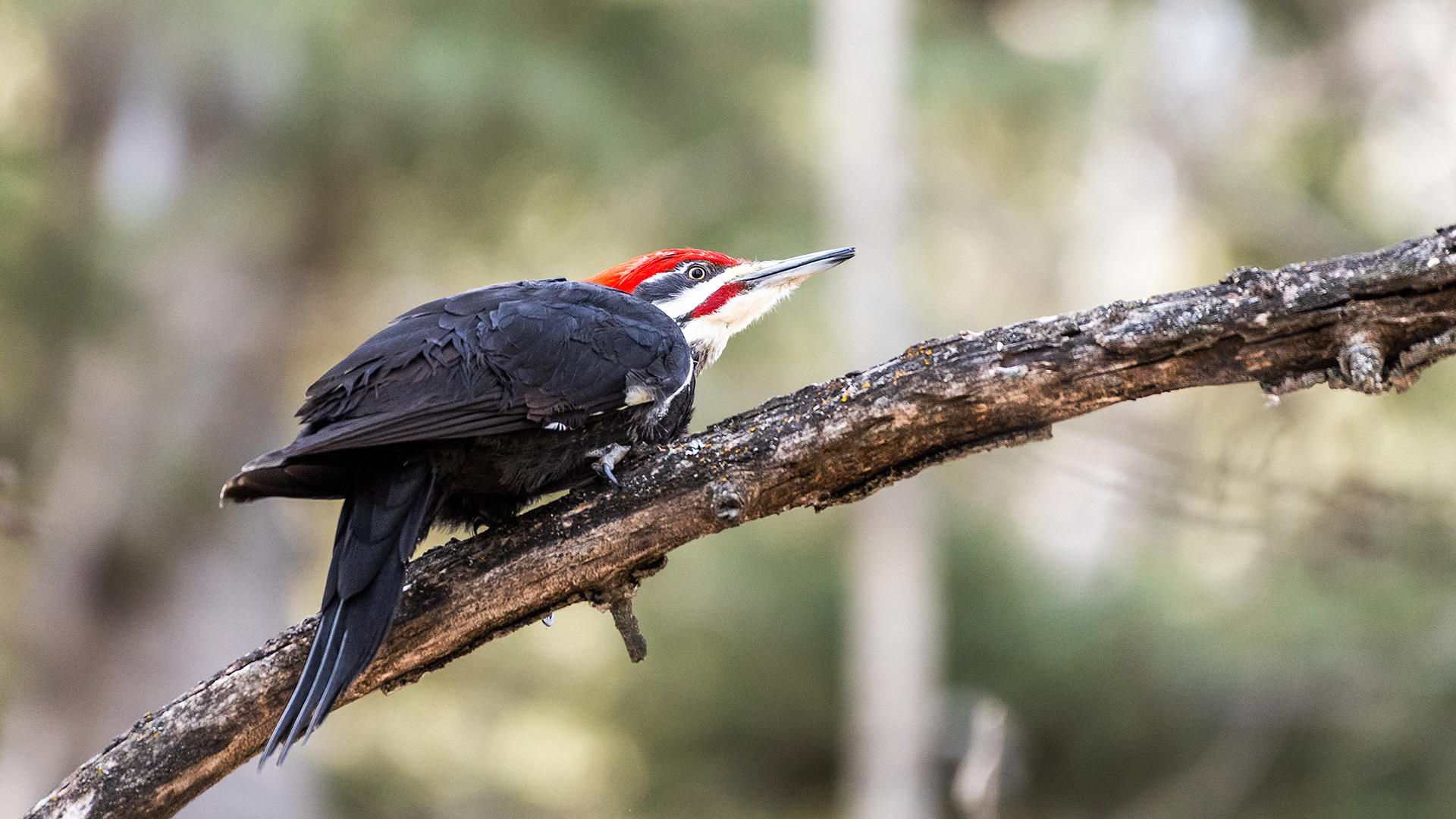 Pileated Woodpecker (male) near Marshall Springs in Fish Creek Provincial Park