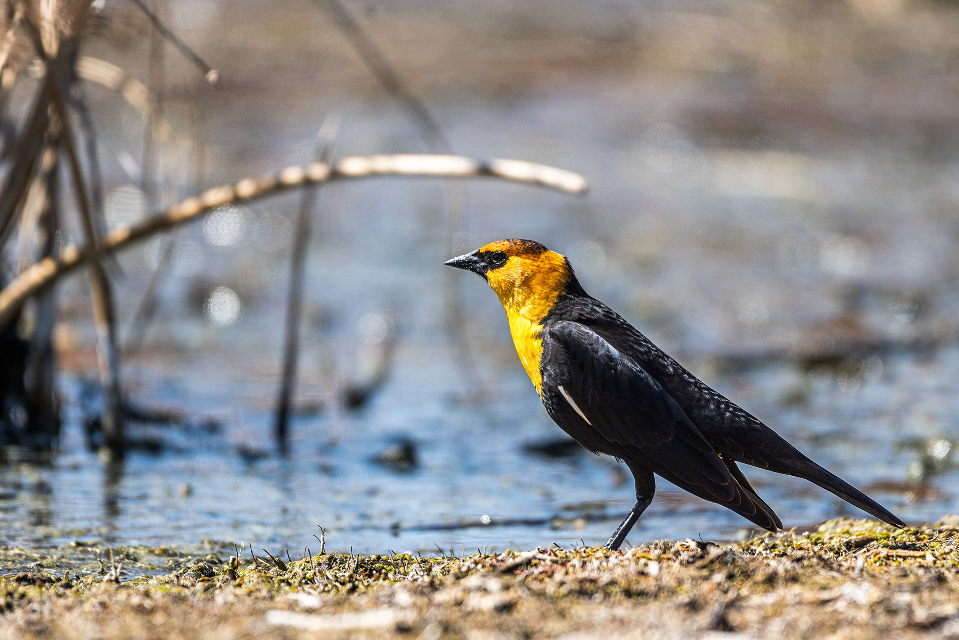 Yellow-headed Blackbird at Frank Lake, AB