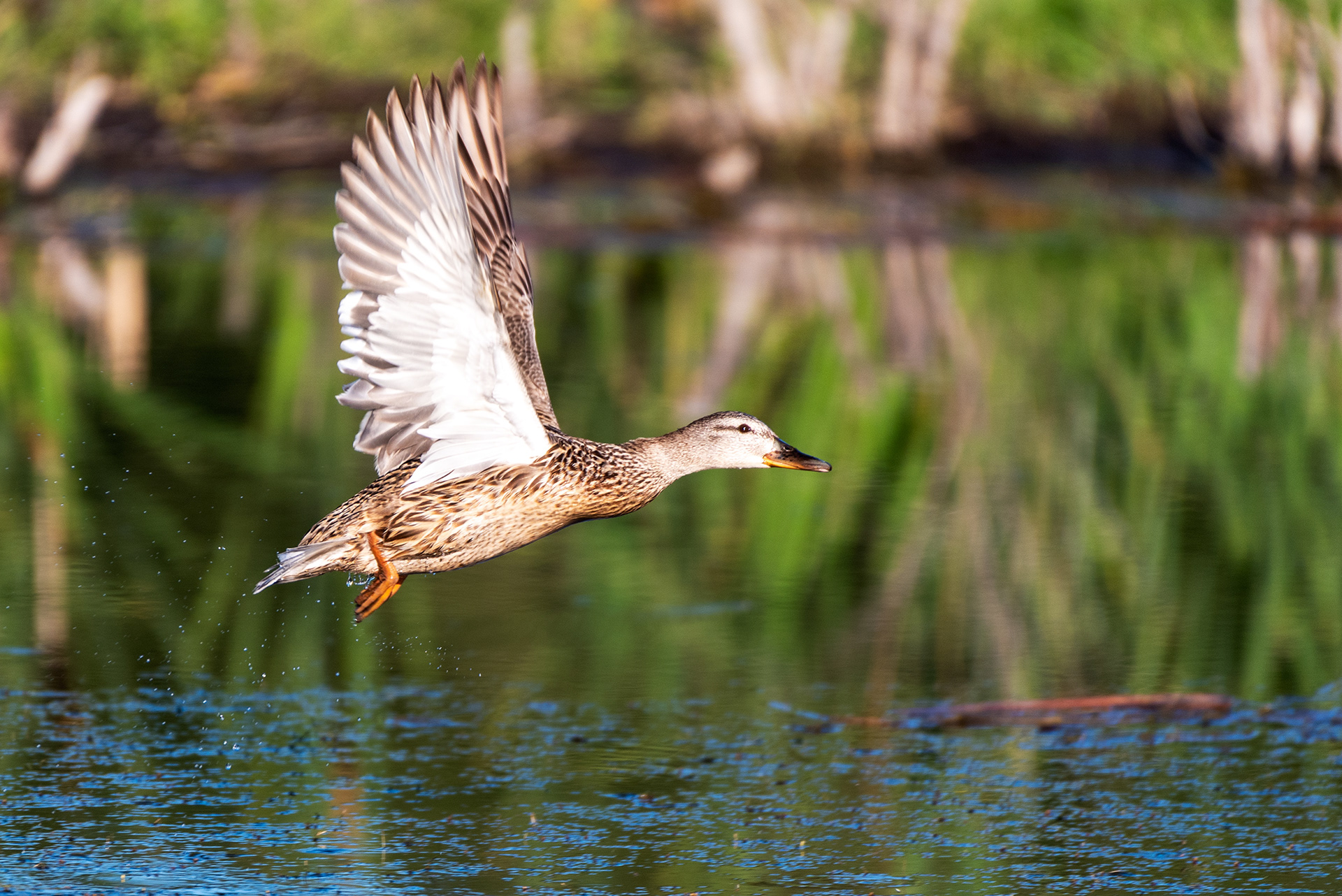Mallard in flight