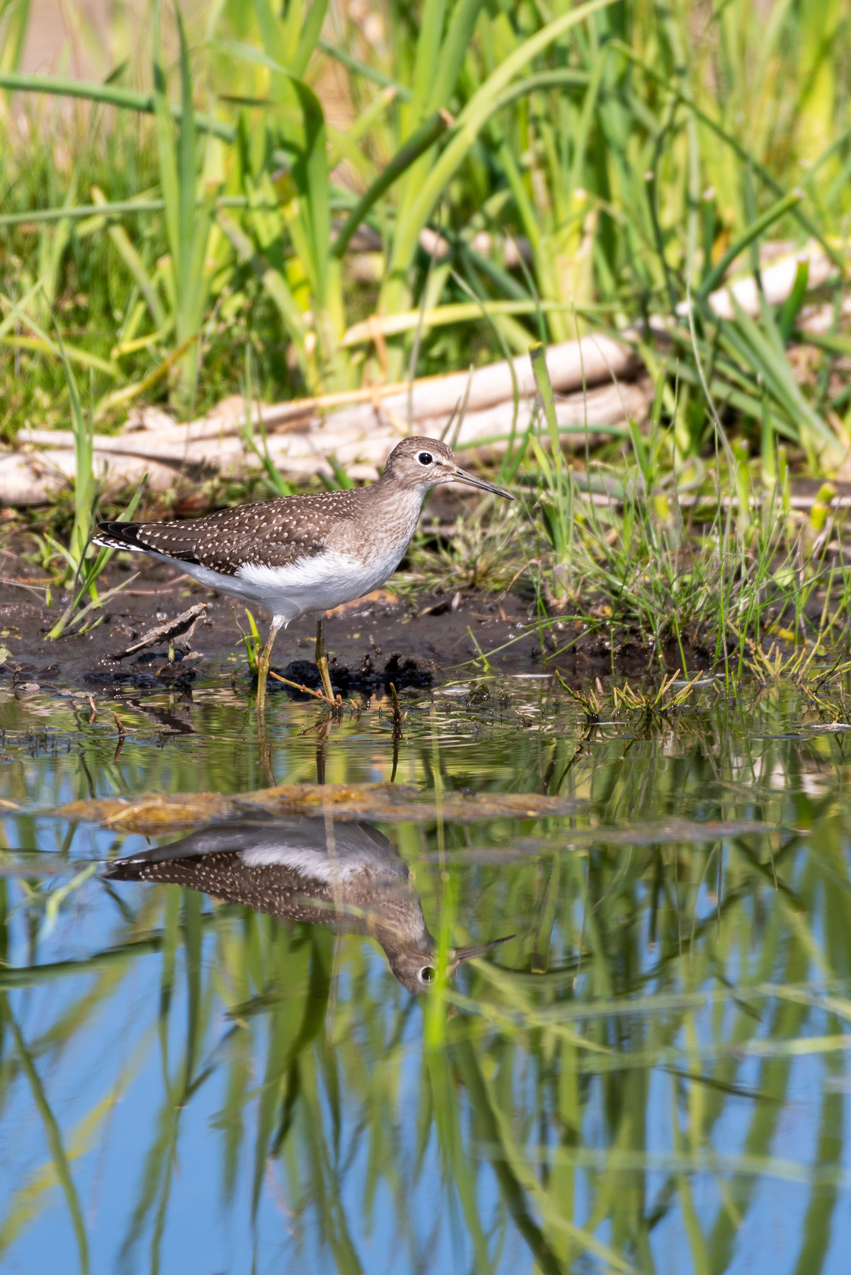 Solitary Sandpiper at the Marshall Springs ponds in Fish Creek Provincial Park