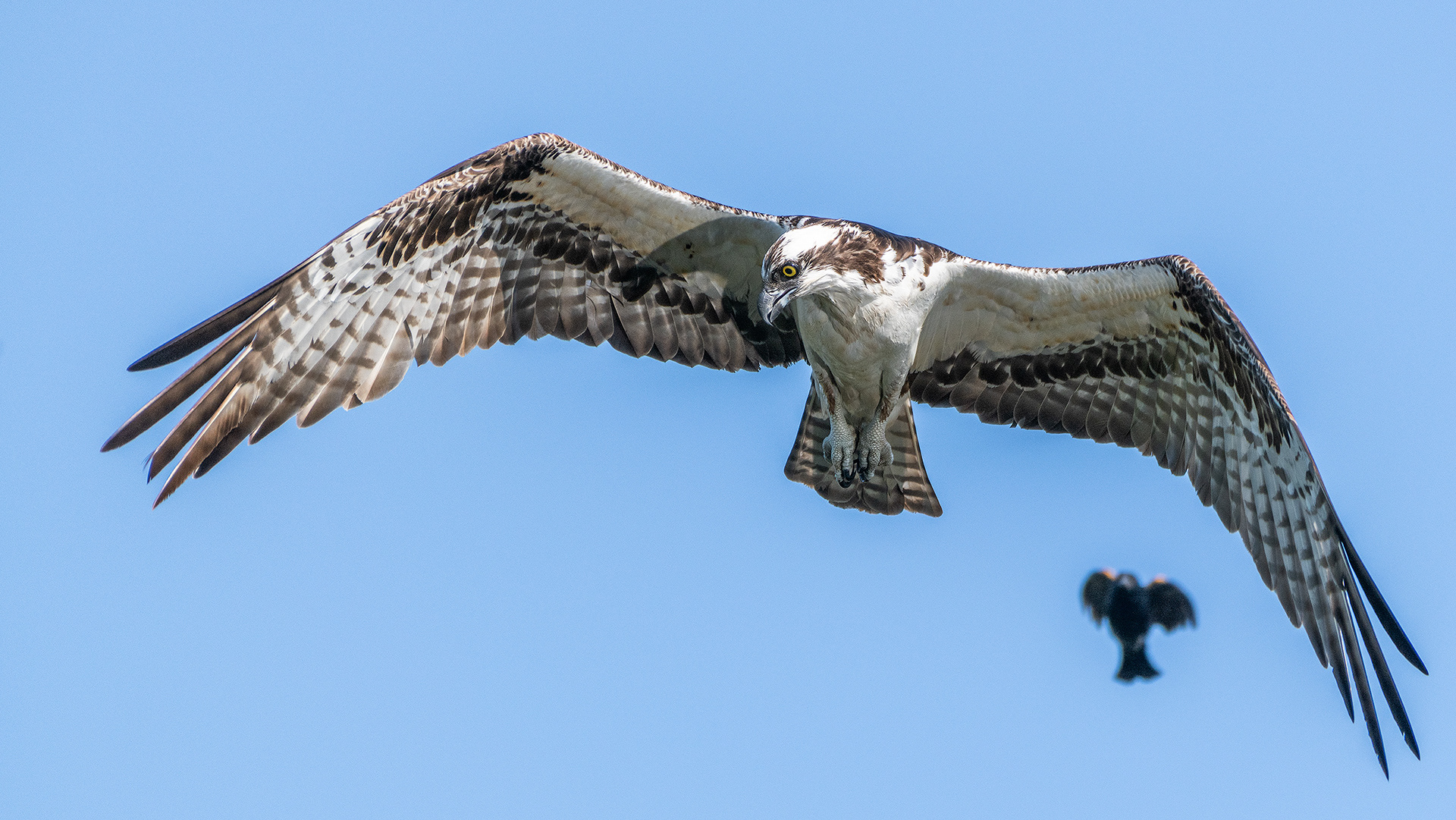 Osprey (in flight) being pestered by a male Red-winged Blackbird (in flight), Marshall Springs - Fish Creek Prov. Park, Calgary, AB