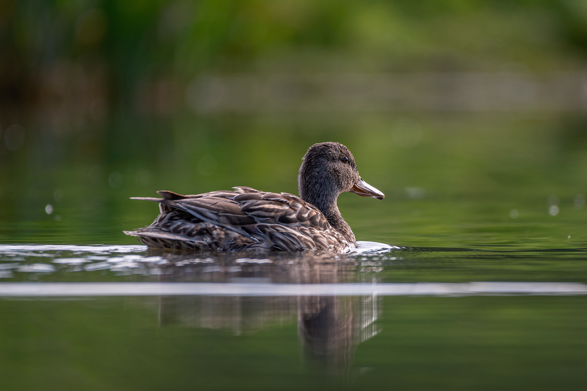 Duck, Marshall Springs ponds, Fish Creek Provincial Park, Calgary, AB