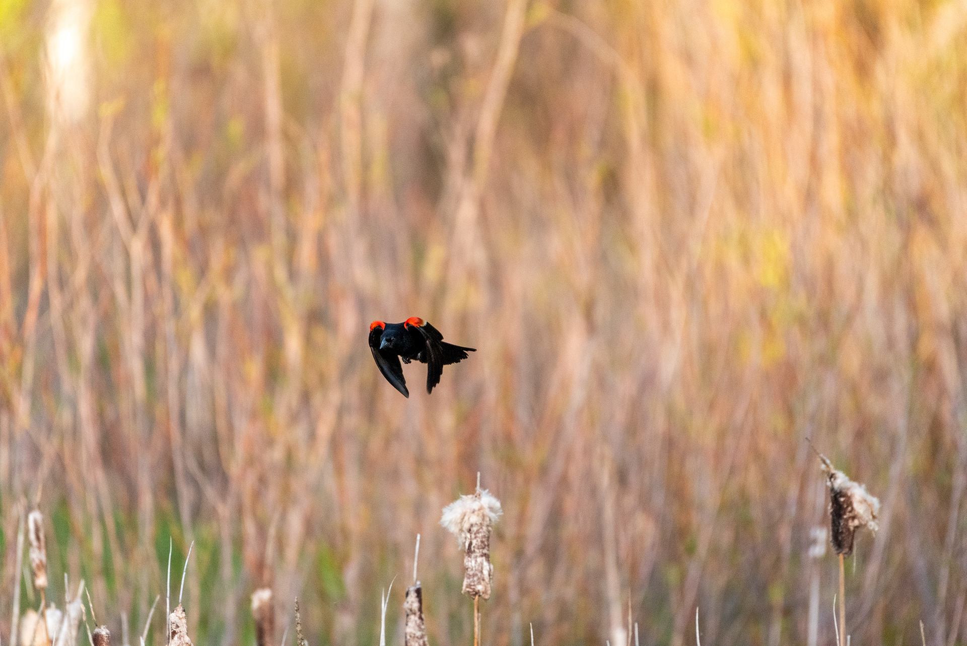 Red-winged Blackbird, Marshall Springs, Fish Creek Provincial Park, Calgary, Alberta