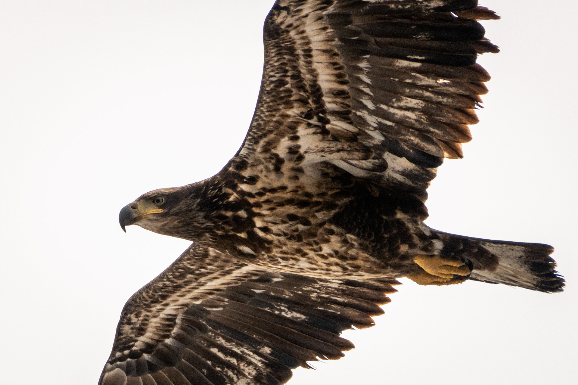 Bald Eagle (immature) in flight - Southview Off Leash Dog Park, Calgary, AB