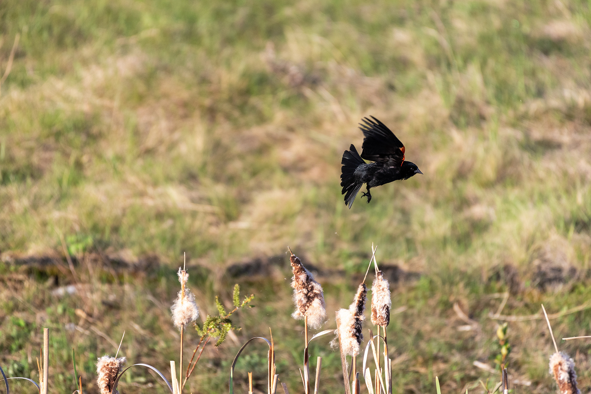 Red-winged Blackbird, Marshall Springs, Fish Creek Provincial Park, Calgary, Alberta