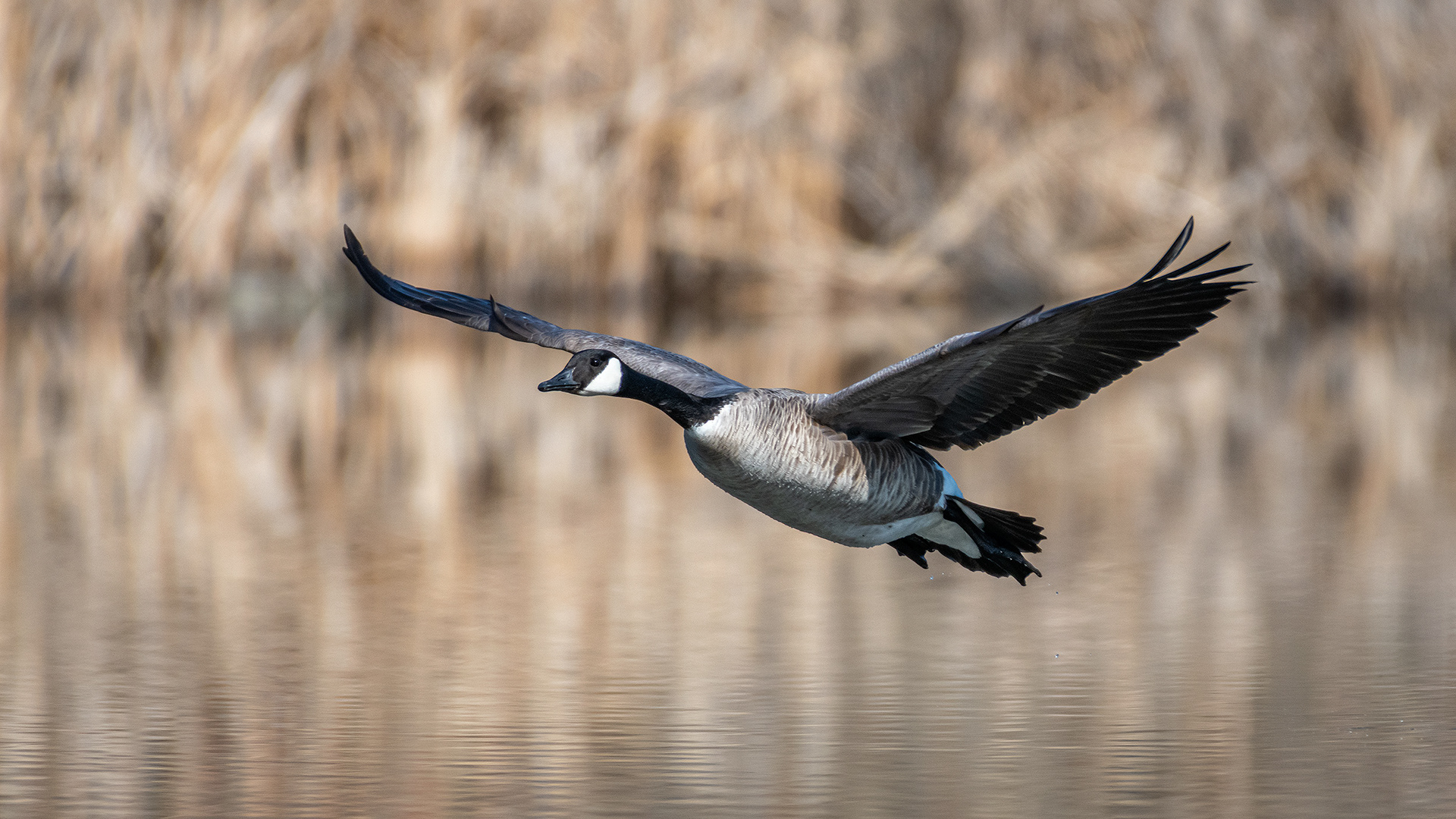 Canada Goose (in flight), Marshall Springs, Fish Creek Provincial Park, Calgary, AB