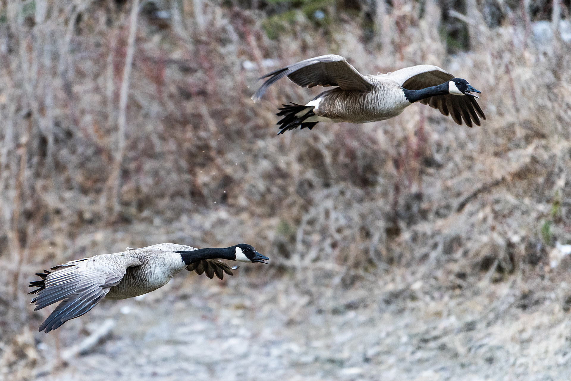 Canada Geese pair in flight near Shannon Terrace, Fish Creek Prov. Park, Calgary, AB