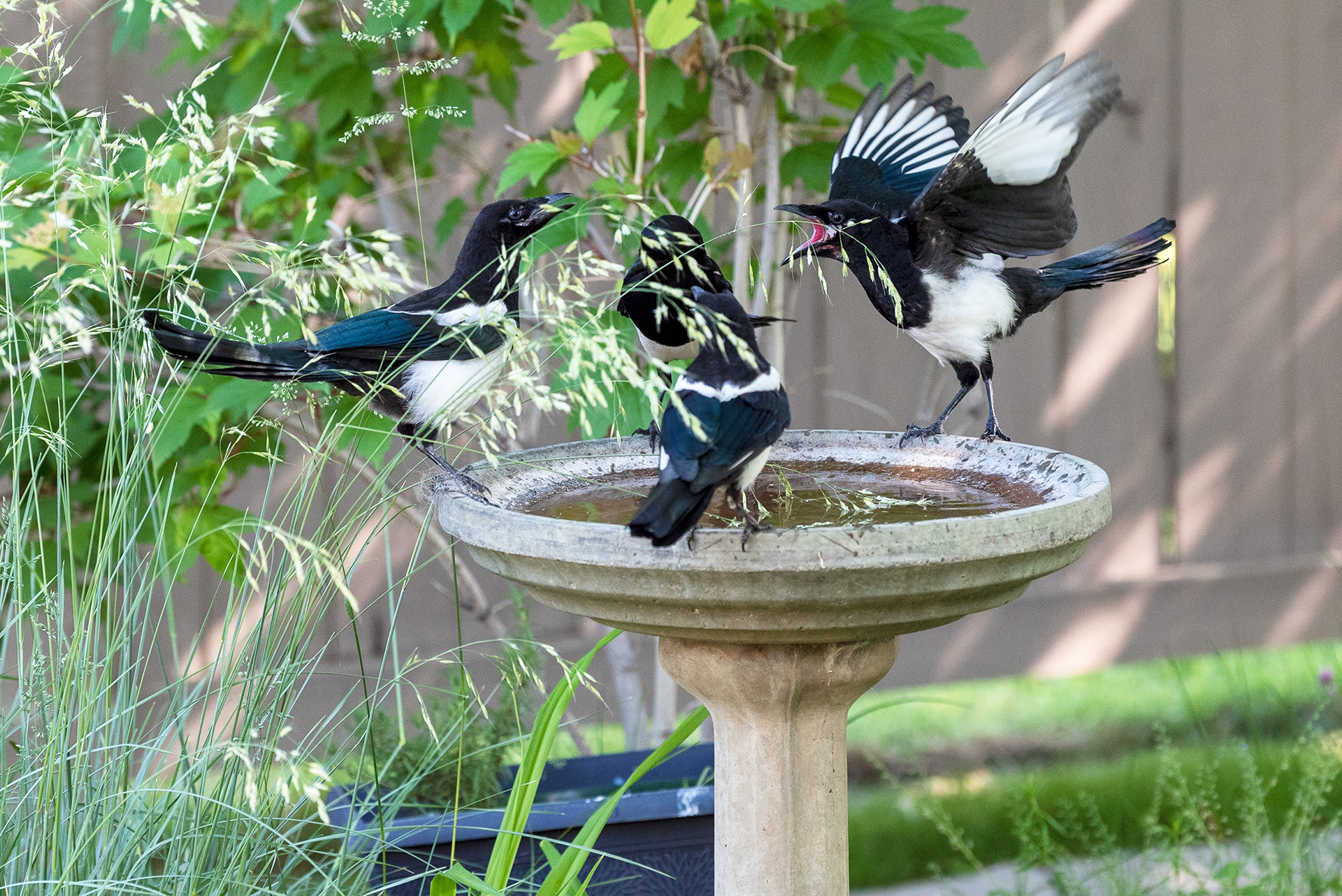 Black-billed Magpies, four of them, gather at the birdbath in the back yard