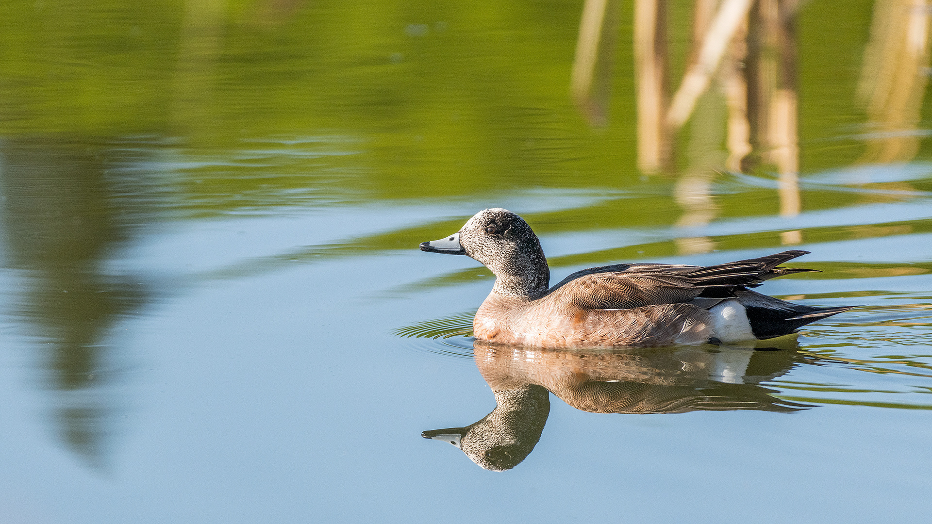 American Wigeon at the Marshall Springs ponds in Fish Creek Provincial Park, Calgary, Alberta