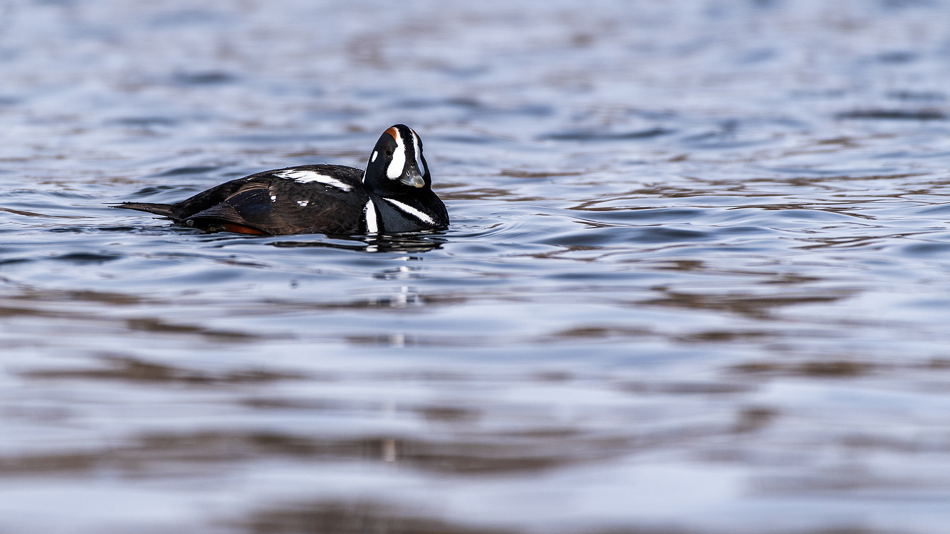 Harlequin Duck on the Bow River near Carburn Park, Calgary, AB