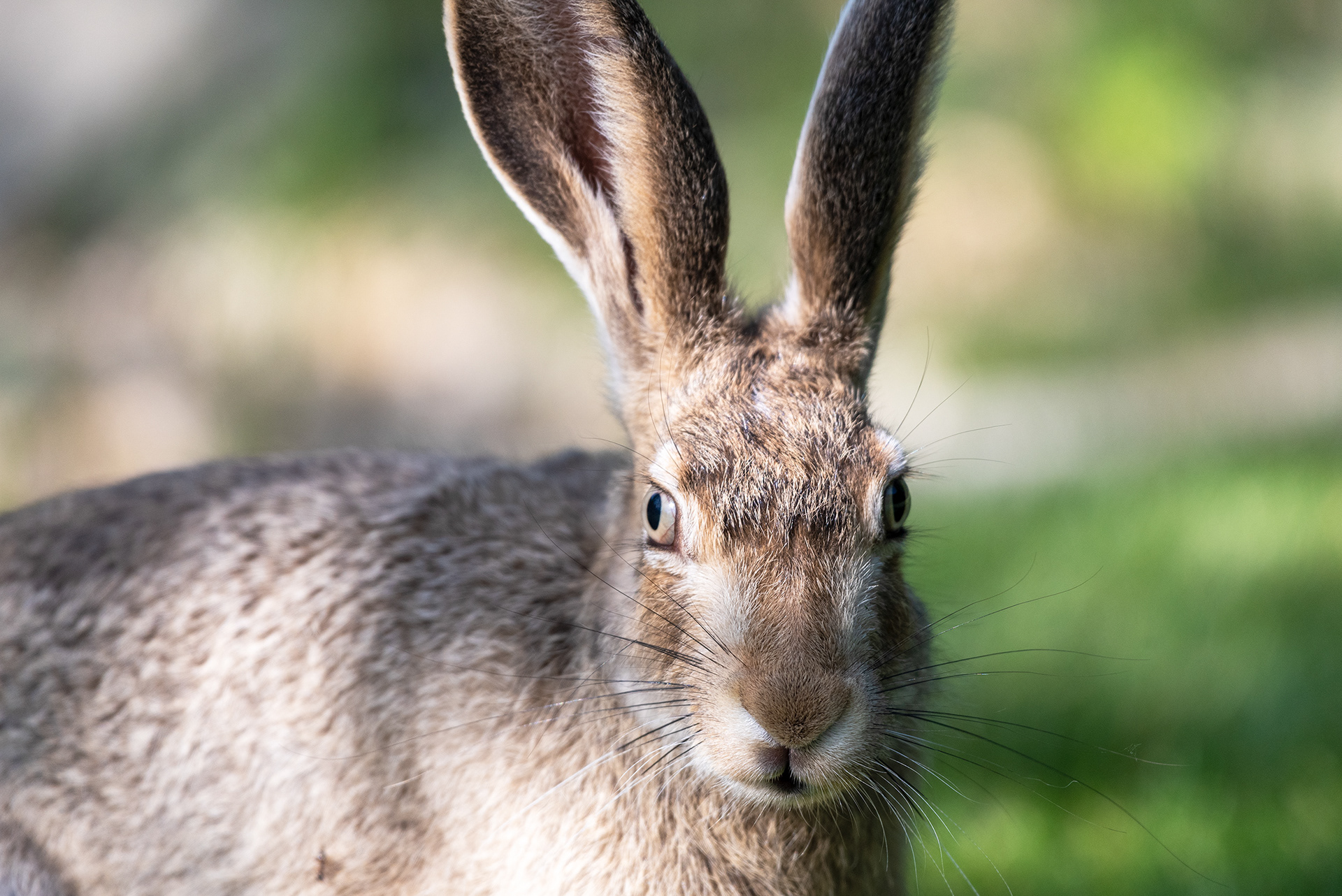 Nice clear sharp eyes in this close up shot of a Hare's face, in the back yard