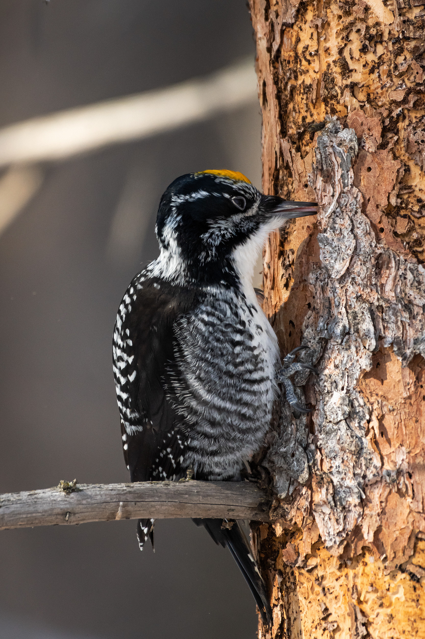 Three-toed Woodpecker (male), near the Marshall Springs area of Fish Creek Provincial Park, Calgary, AB