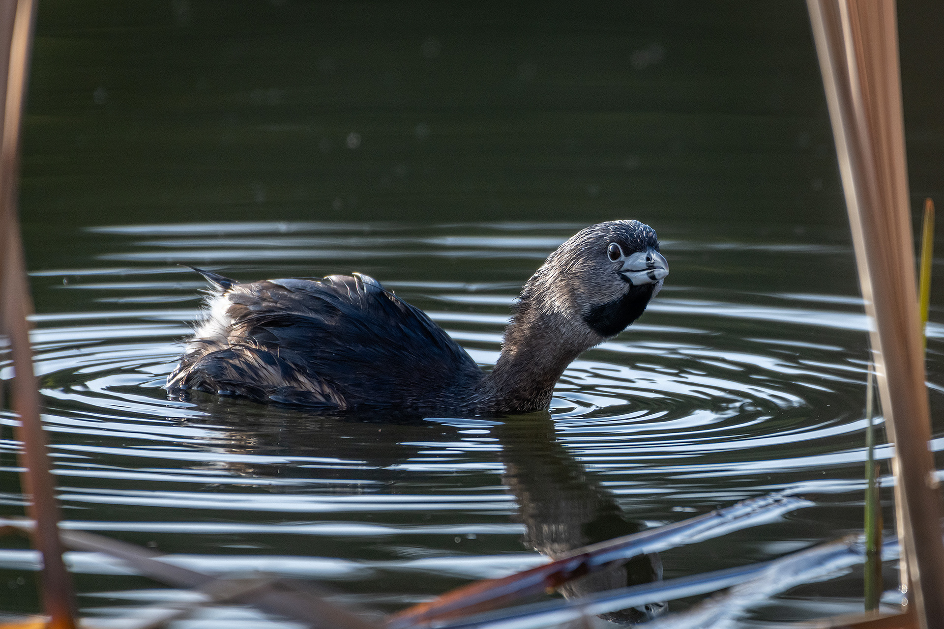 Pied-billed Grebe, Marshall Springs ponds, Fish Creek Provincial Park, Calgary, AB