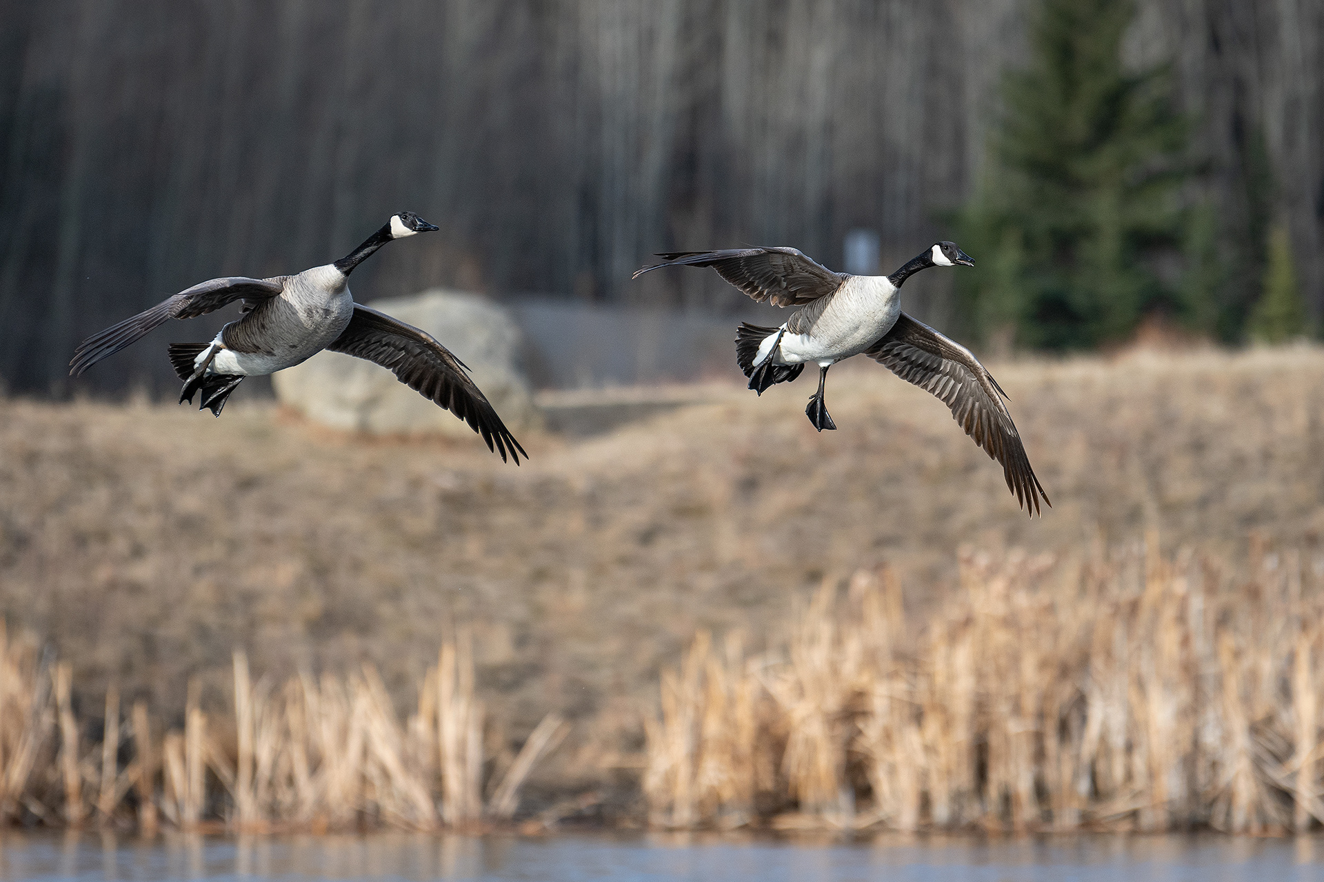 Canada Geese pair (in flight), Marshall Springs, Fish Creek Provincial Park, Calgary, AB