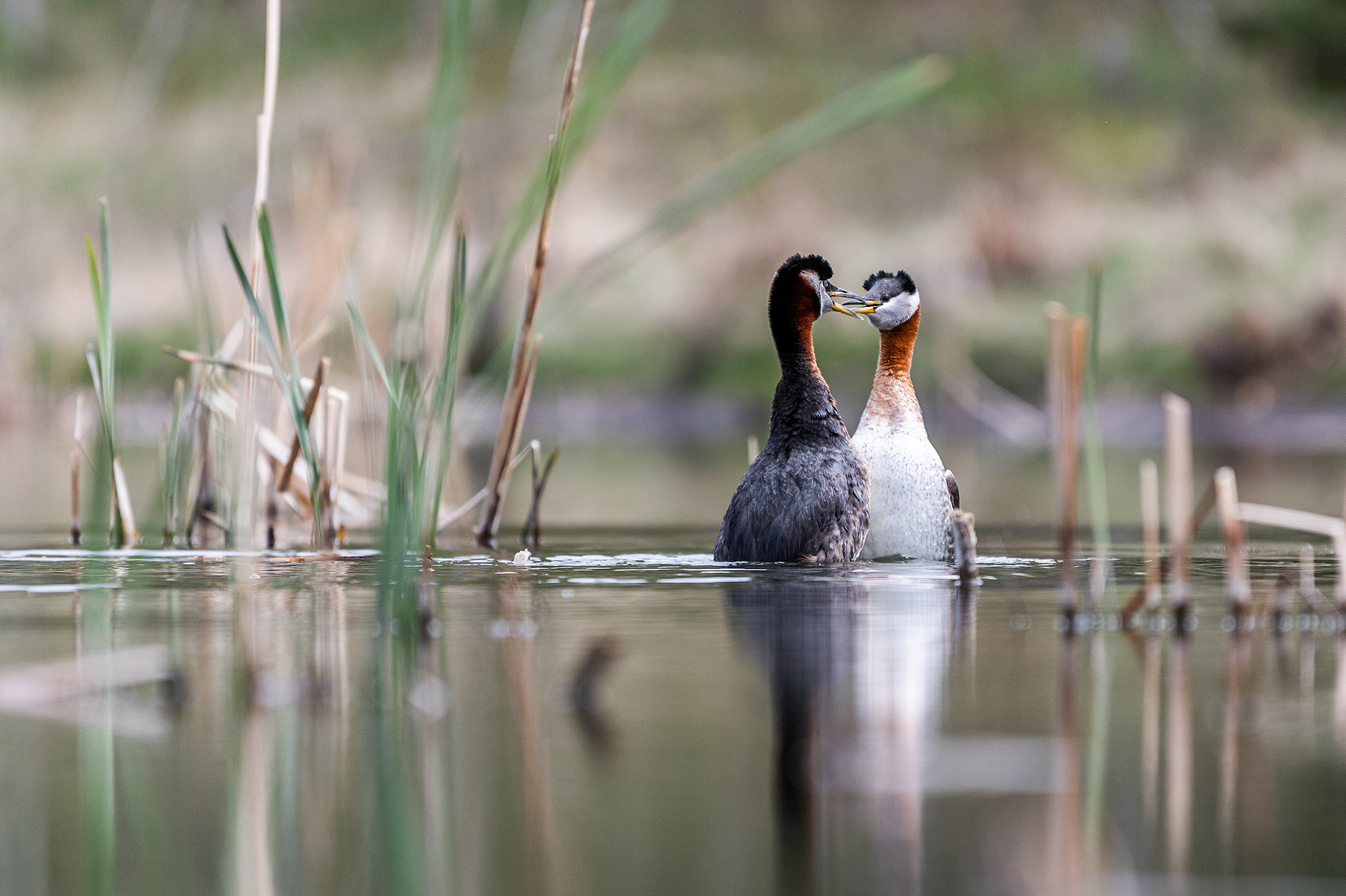 Red-necked Grebe pair courting at the Marshall Springs ponds in Fish Creek Provincial Park