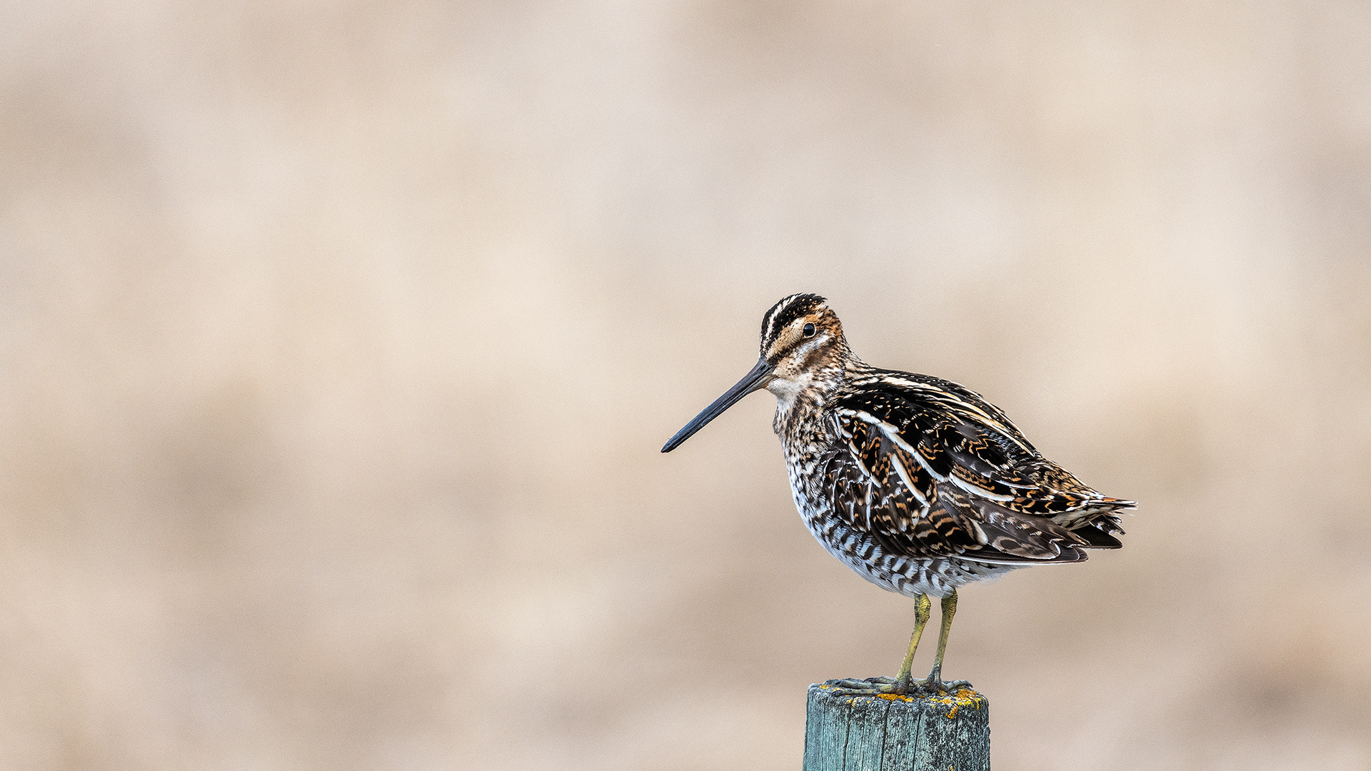 Common Snipe near Turner Valley, Alberta