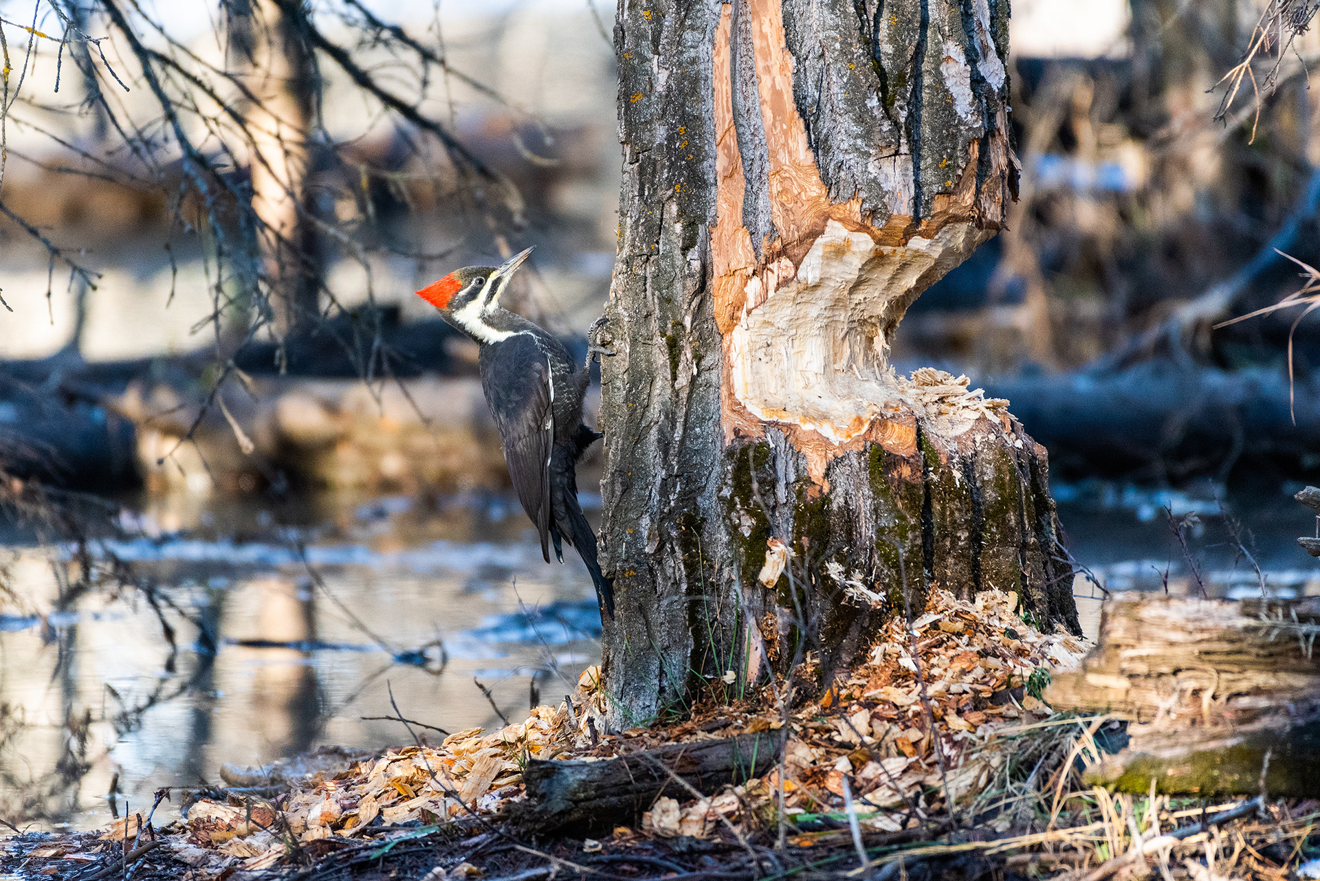Pileated Woodpecker near Marshall Springs ponds in Fish Creek Provincial Park
