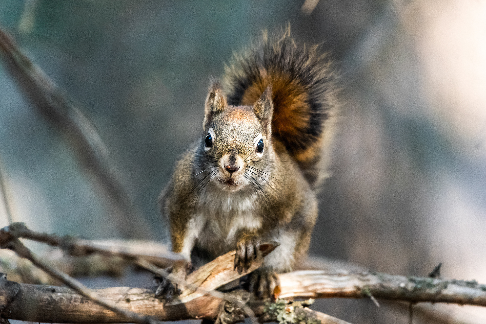 Red Squirrel near Shannon Terrace, Fish Creek Prov. Park, Calgary, AB
