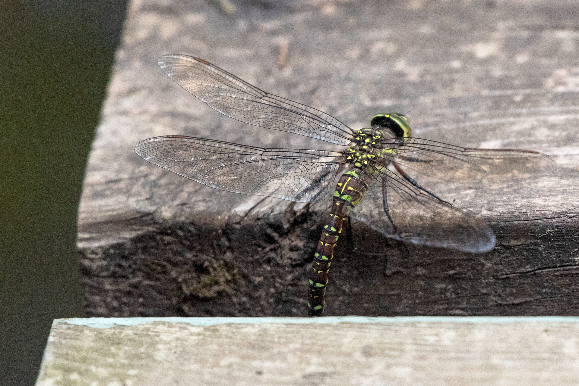 Insect