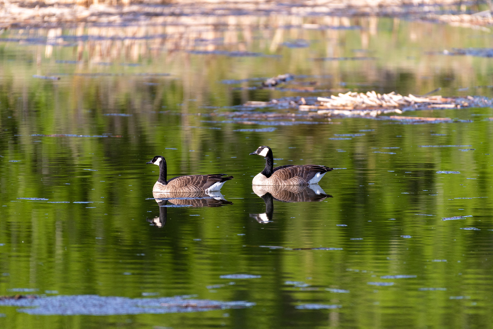 Canada Geese, Marshall Springs, Fish Creek Provincial Park, Calgary, Alberta