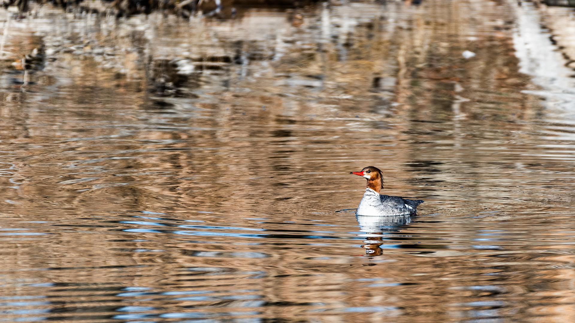 Common Merganser (female) at the Inglewood Bird Sanctuary & Nature Centre, Calgary, Alberta