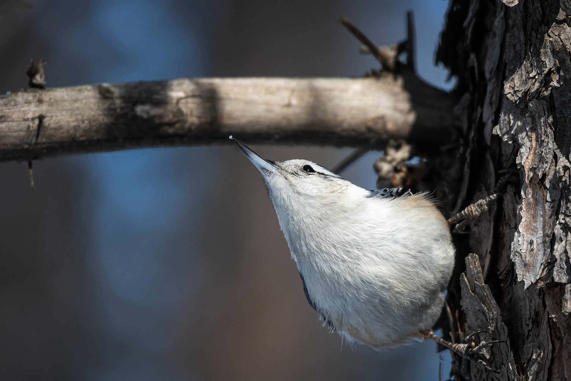 White-breasted Nuthatch, near the Marshall Springs area of Fish Creek Provincial Park, Calgary, AB