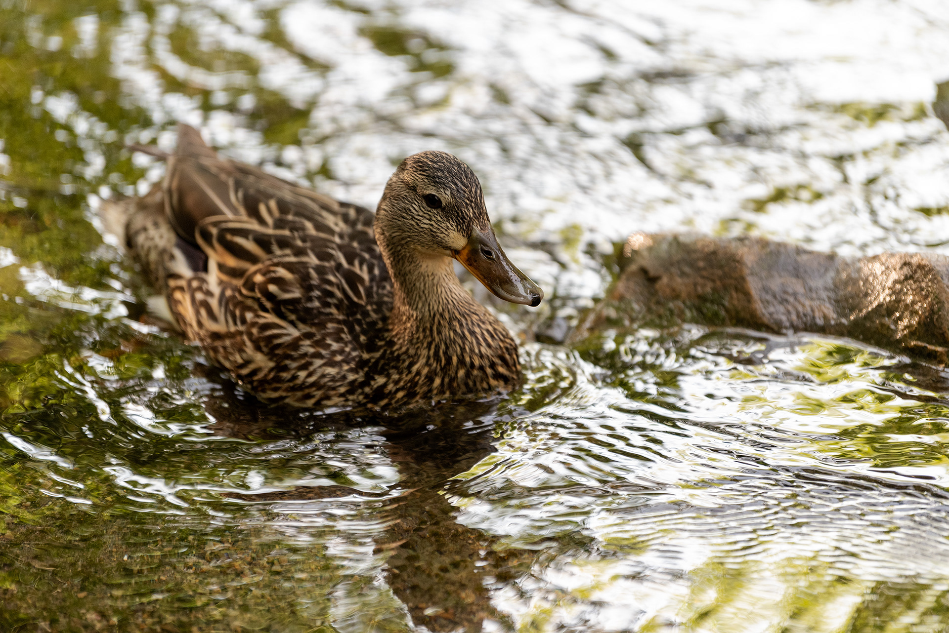 Mallard, Bridlewood Wetlands Park, Calgary, Alberta