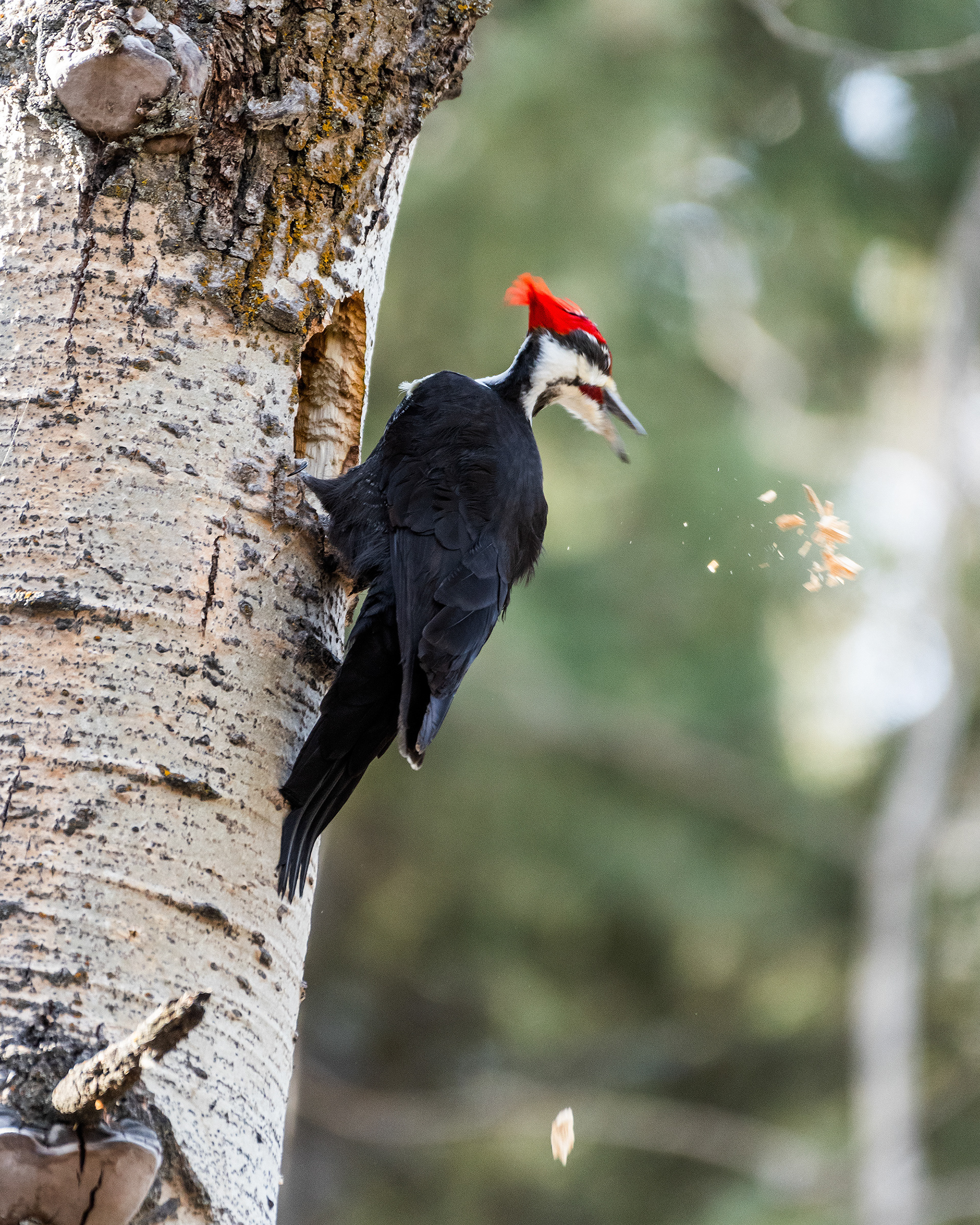 Pileated Woodpecker (male) near Marshall Springs in Fish Creek Provincial Park