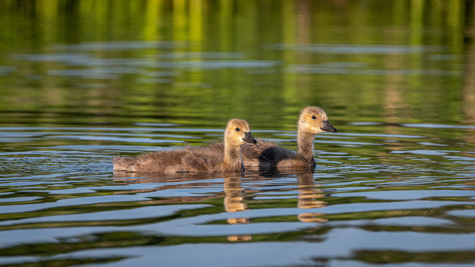 Canada Geese (immature), Marshall Springs ponds, Fish Creek Provincial Park, Calgary, AB