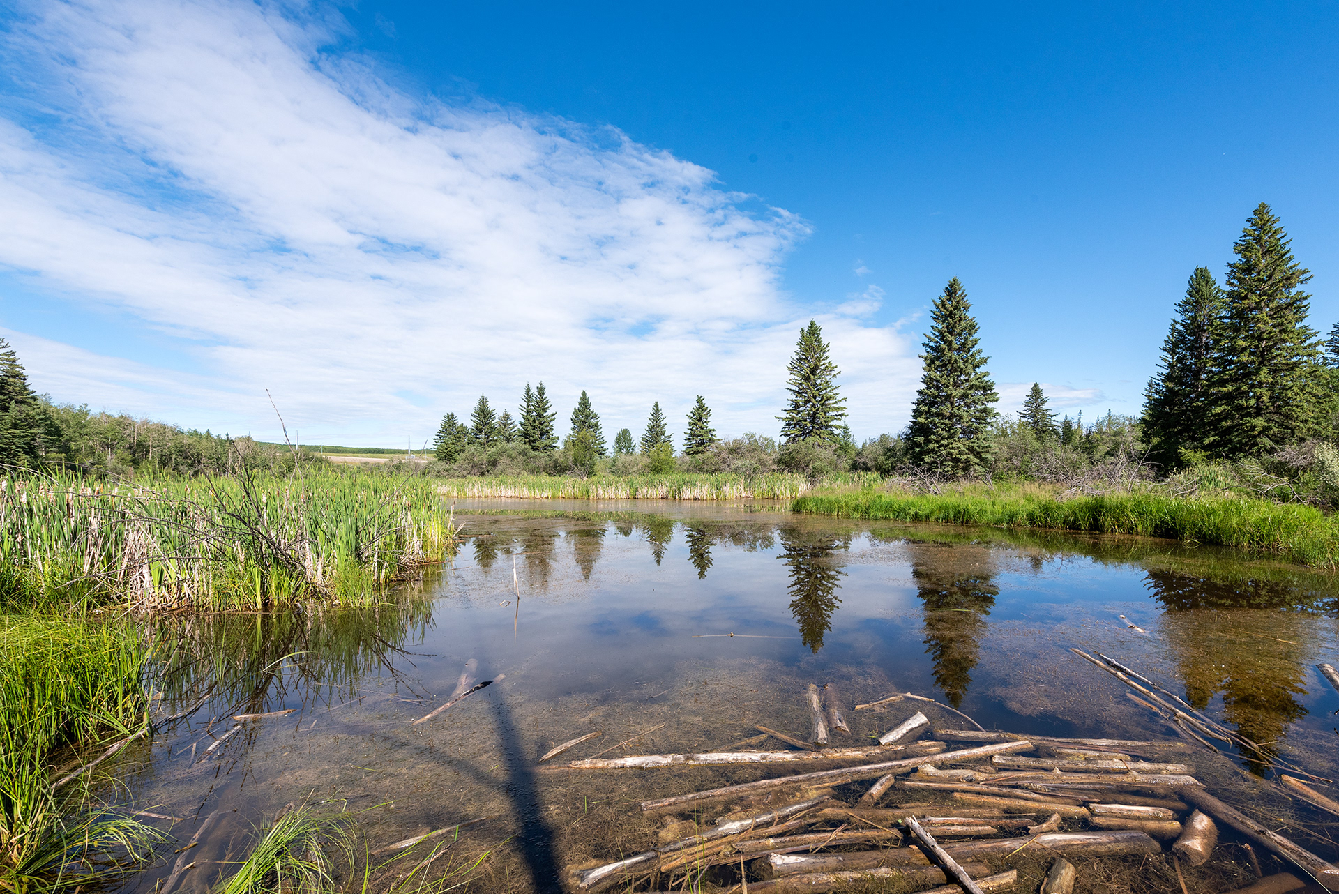 View of a pond (looking Northwest), just entering Weaselhead Flats