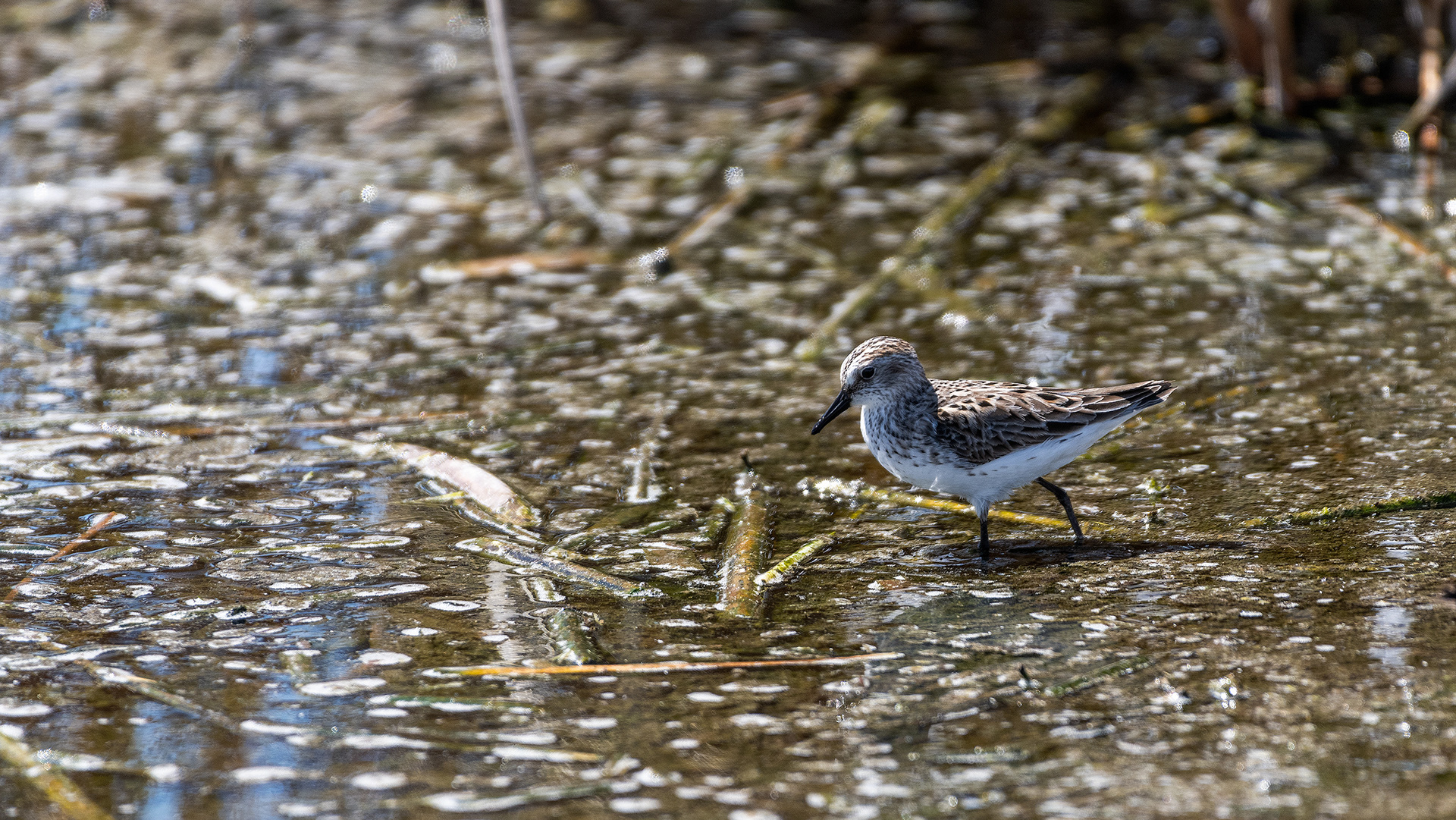 Sandpiper, Frank Lake, Alberta