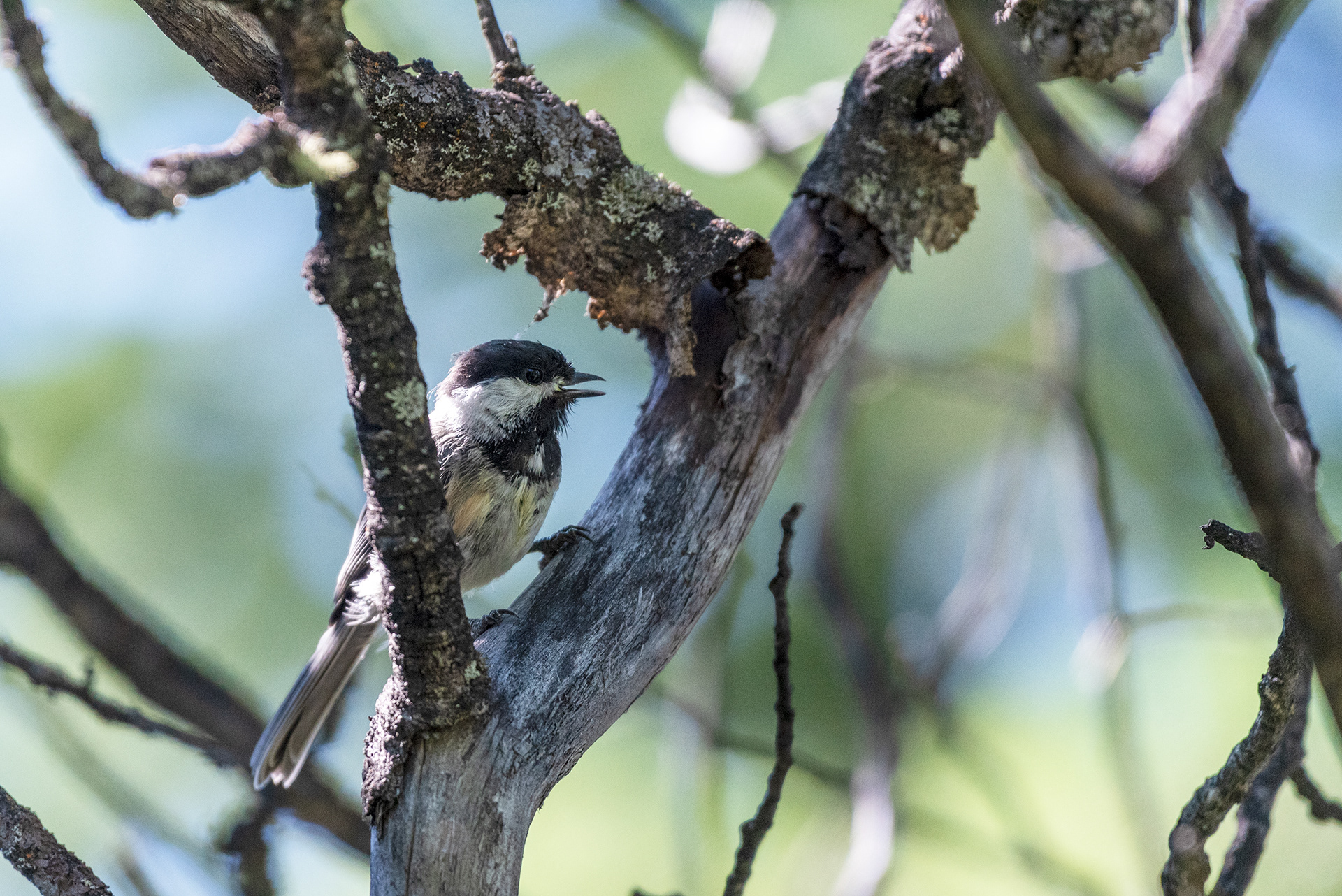 Black-capped Chickadee