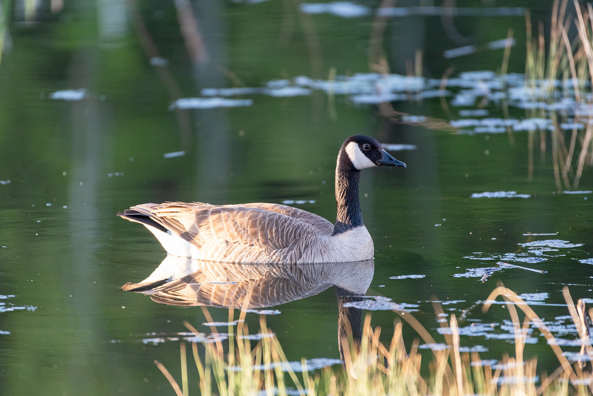 Canada Goose, Marshall Springs, Fish Creek Provincial Park, Calgary, Alberta