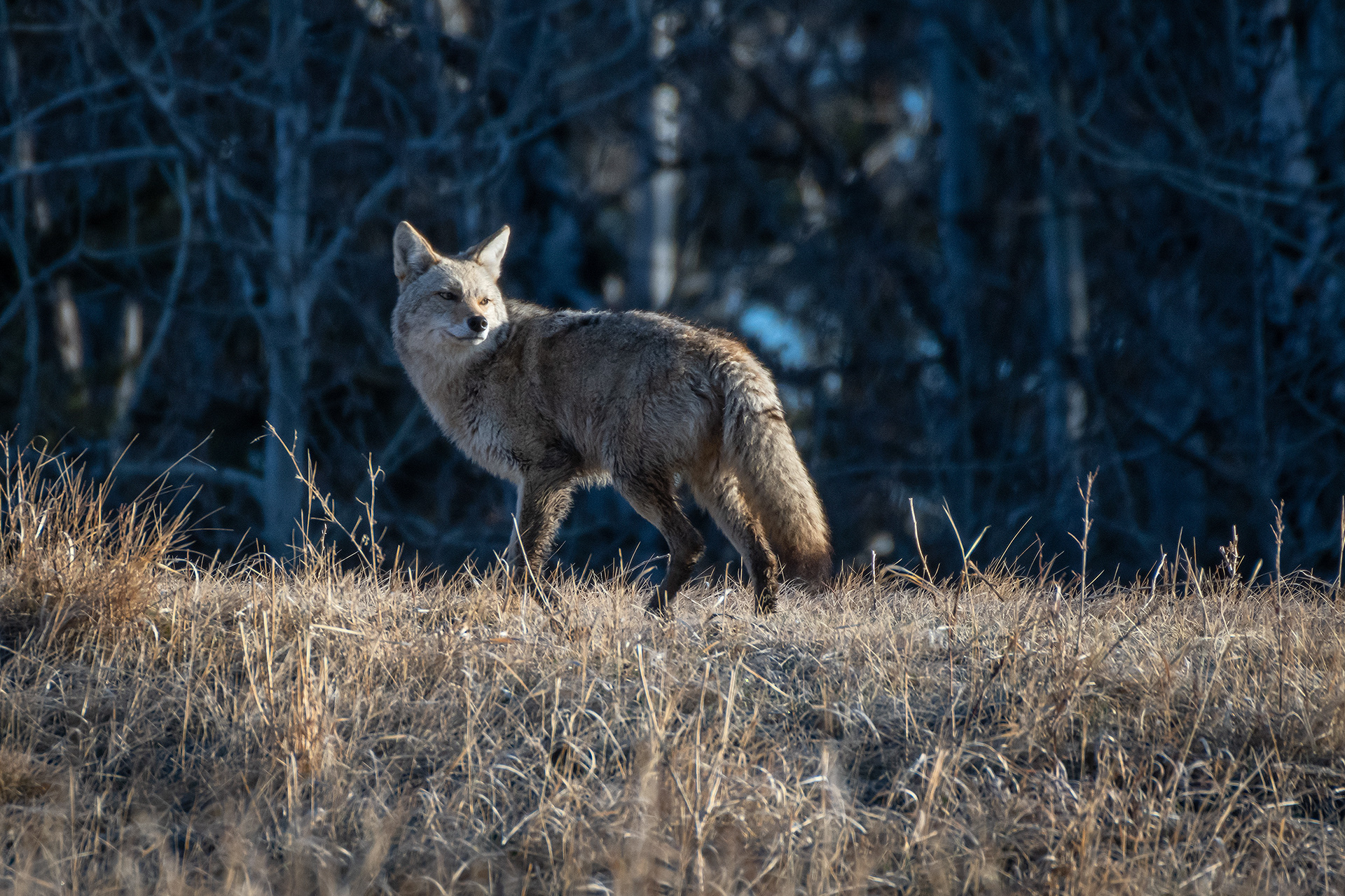 Coyote, Marshall Springs, Fish Creek Provincial Park, Calgary, AB