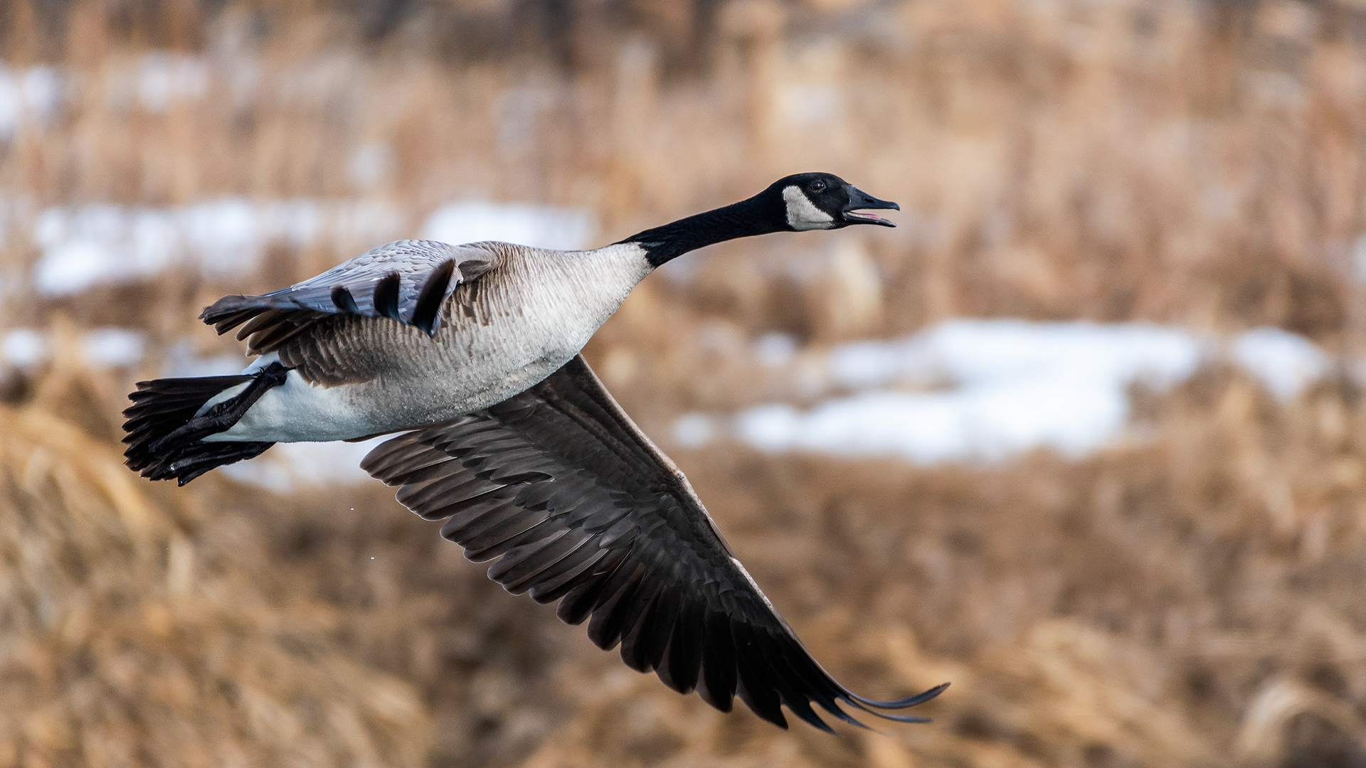Canada Goose (in flight) near Mallard Point, Fish Creek Prov. Park, Calgary, AB