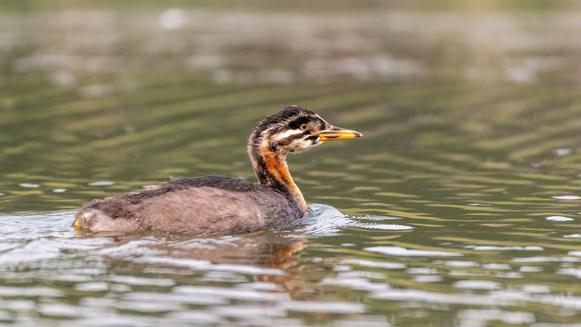 Red-necked Grebe (immature), Marshall Springs - Fish Creek Prov. Park, Calgary, AB