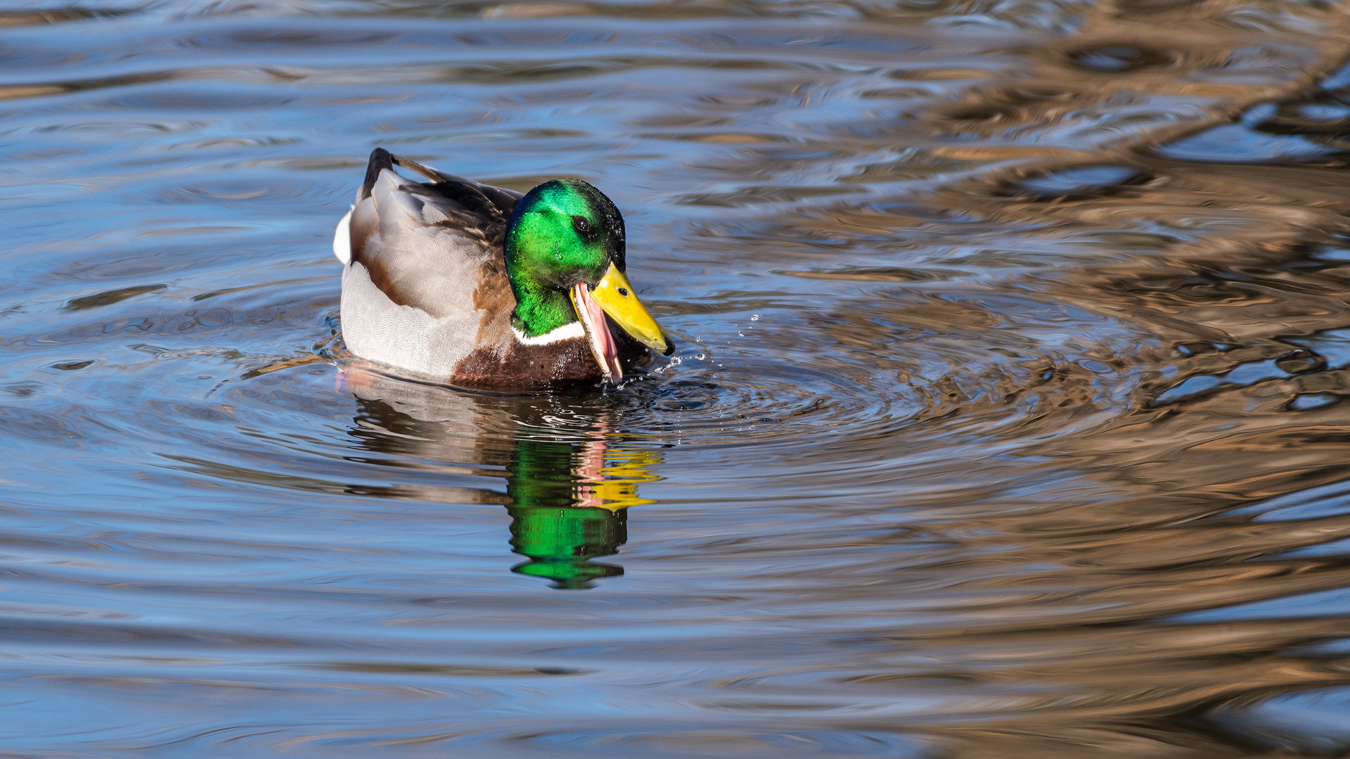 Mallard (male), Inglewood, Calgary, AB