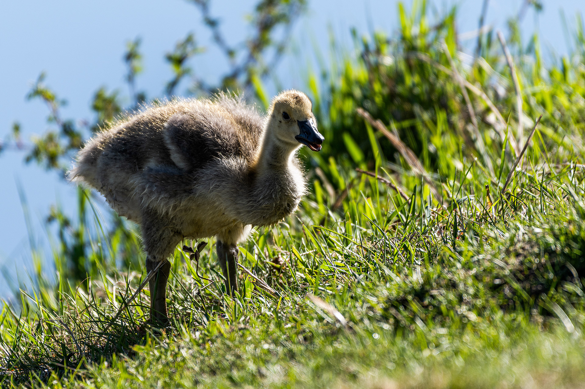 Canada Goose gosling at the Marshall Springs ponds in Fish Creek Provincial Park, Calgary, Alberta