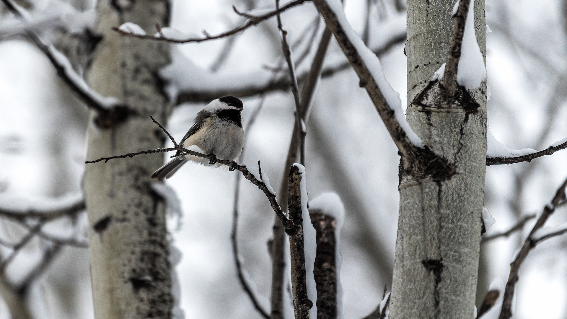 Black-capped Chickadee, Weaselhead Flats, Calgary, AB