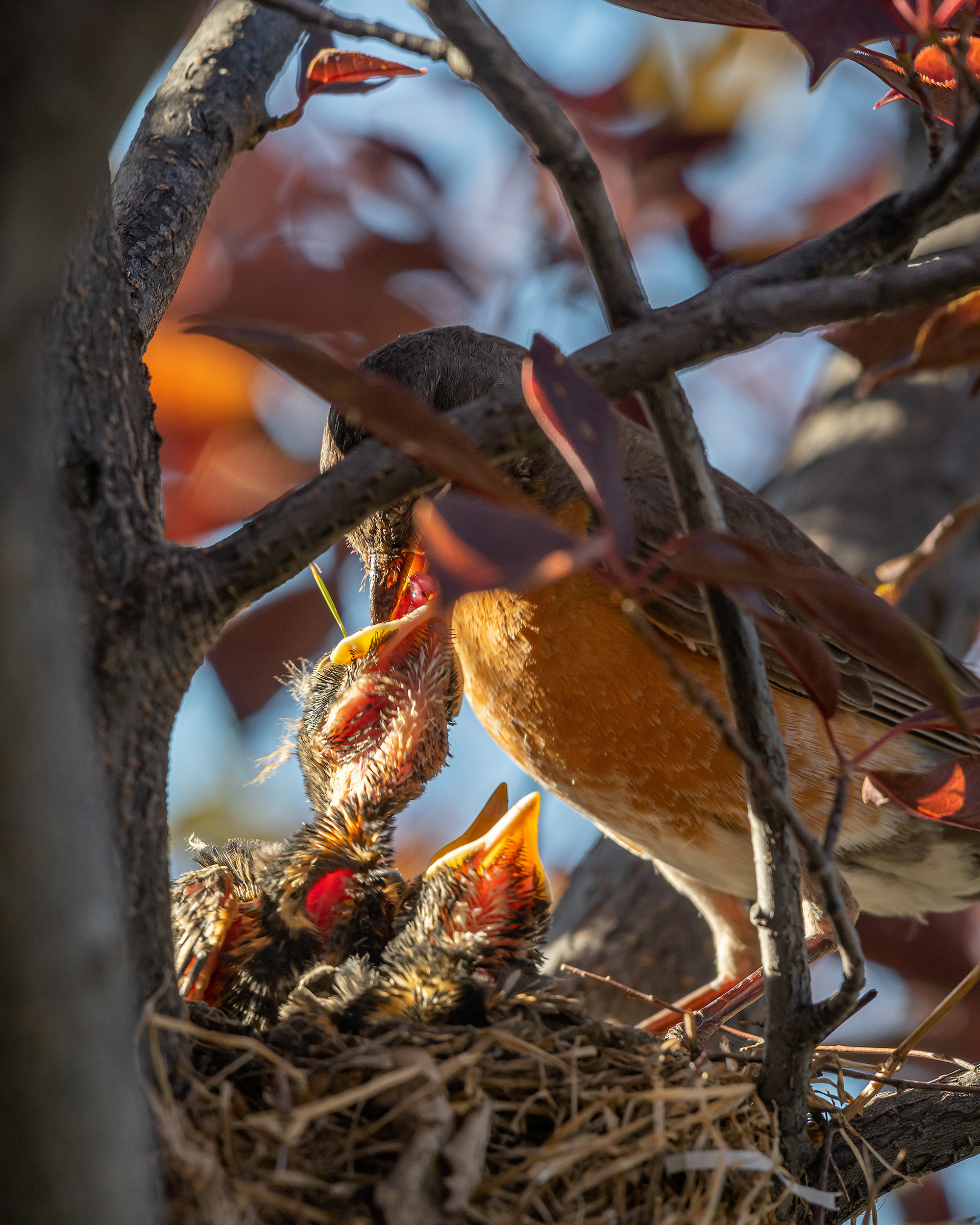 American Robin hatchlings being fed, Bridlewood, Calgary, AB