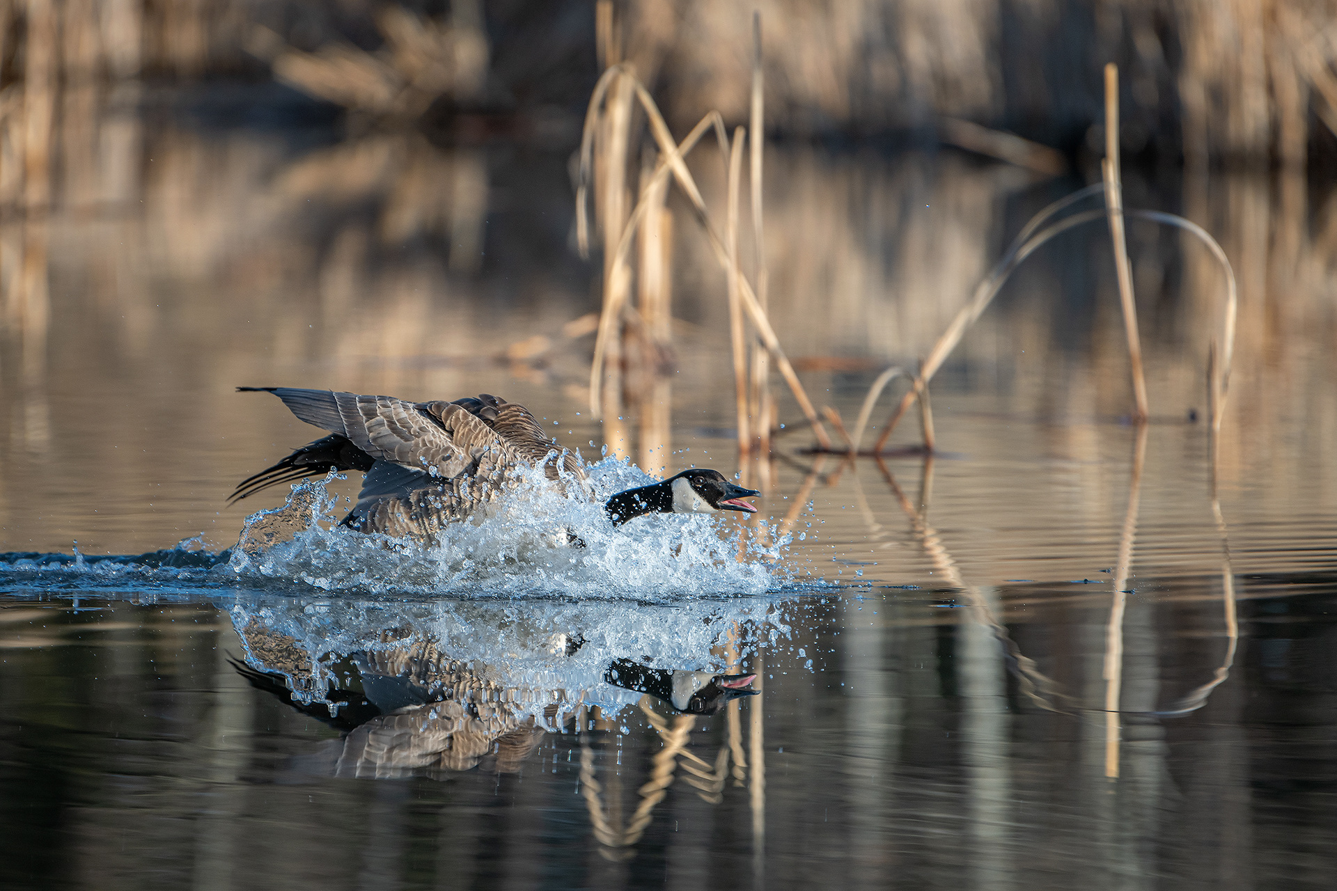 Canada Goose, Marshall Springs, Fish Creek Provincial Park, Calgary, AB