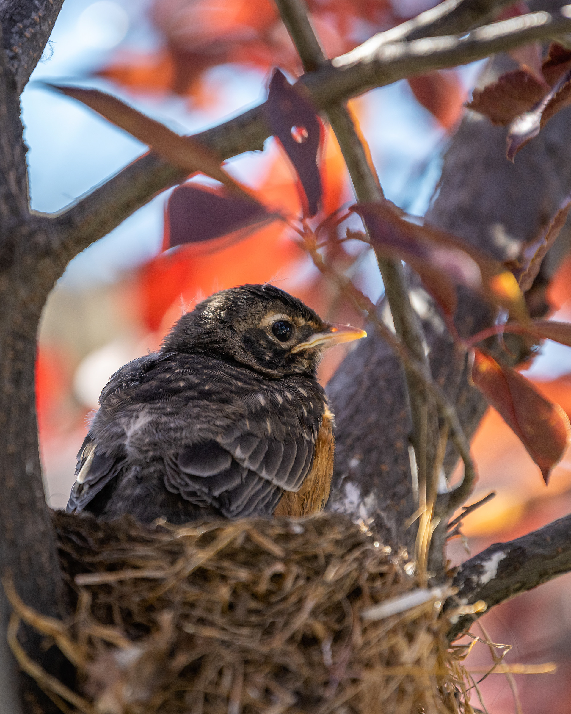 American Robin chick, Bridlewood, Calgary, AB