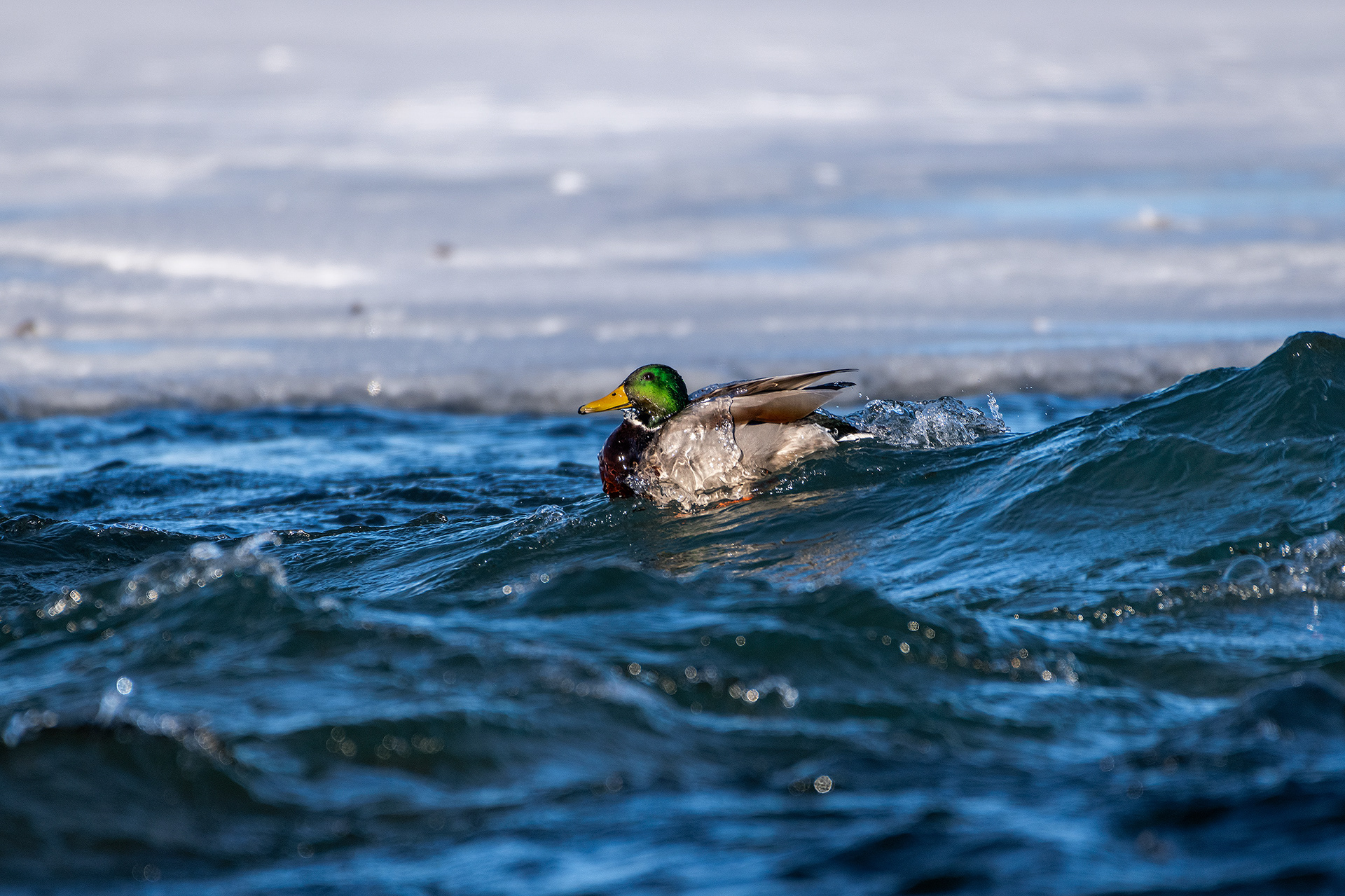 Mallard (male) navigating some rough water - Bow River, Refinery Park, Calgary, AB