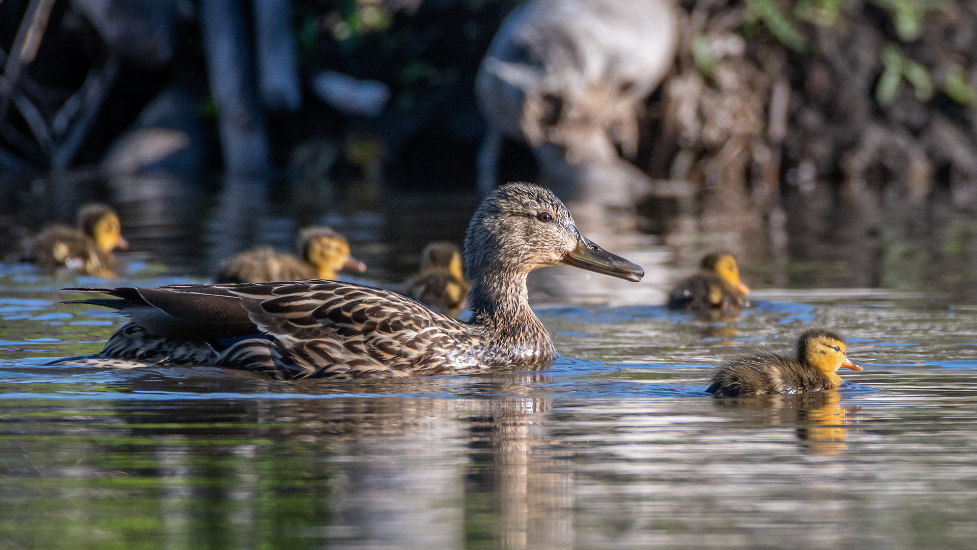 Mallard (female) with ducklings, Marshall Springs ponds, Fish Creek Provincial Park, Calgary, AB