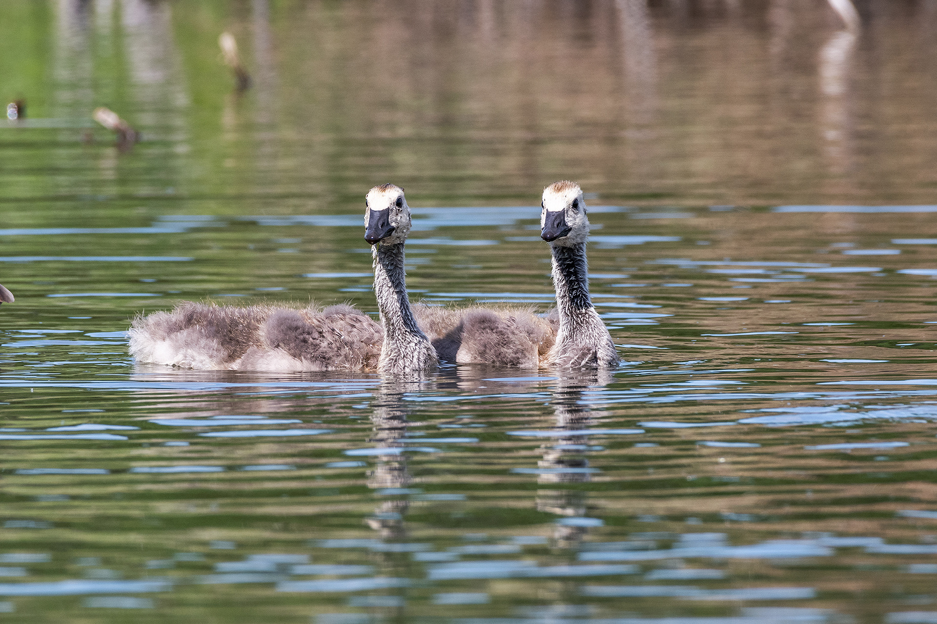 Canada Goose goslings at the Marshall Springs ponds in Fish Creek Provincial Park, Calgary, Alberta