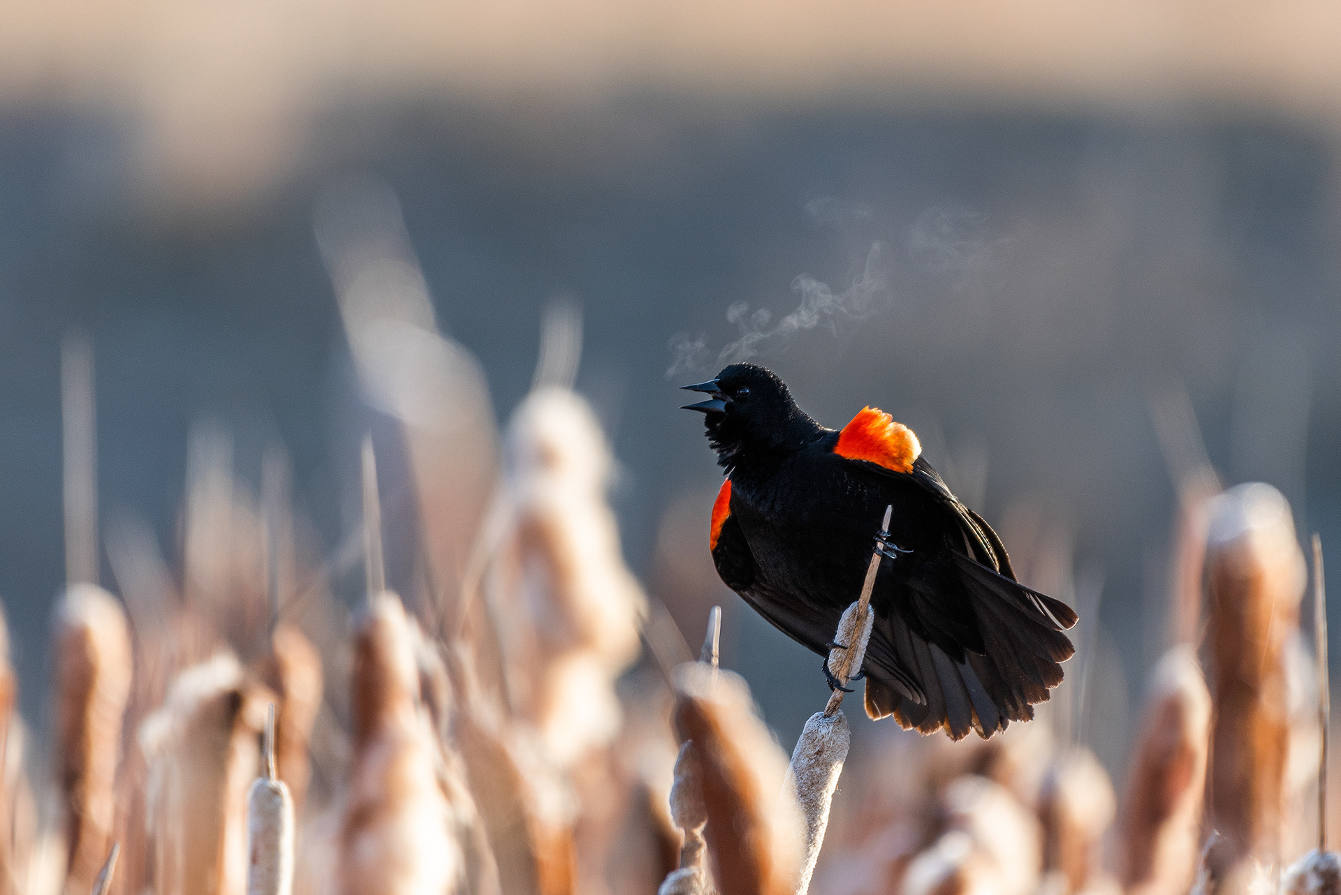Red-winged Blackbird (male) at Burnsmead Day Use Area, Fish Creek Provincial Park, Calgary, Alberta