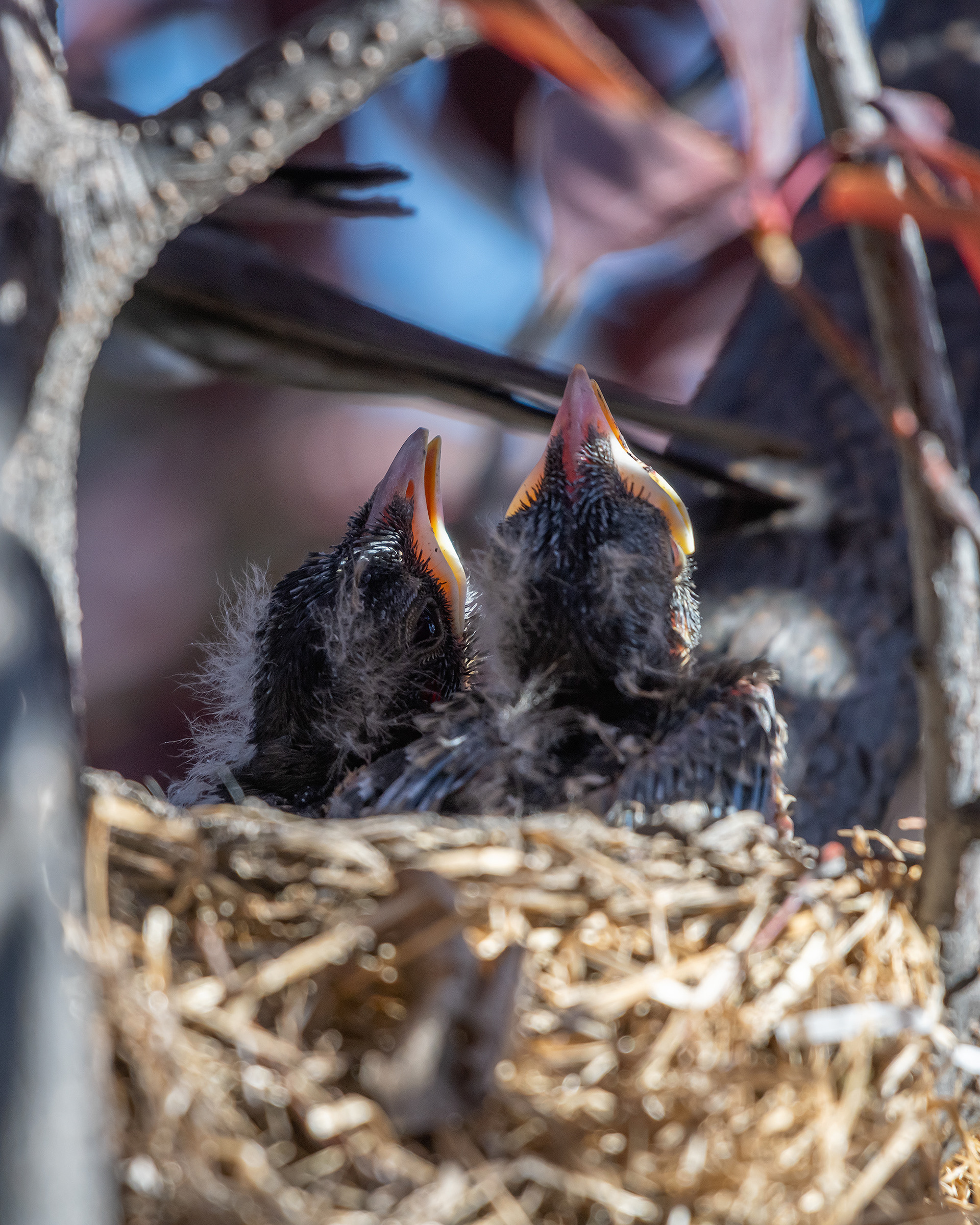 American Robin hatchlings, Bridlewood, Calgary, AB